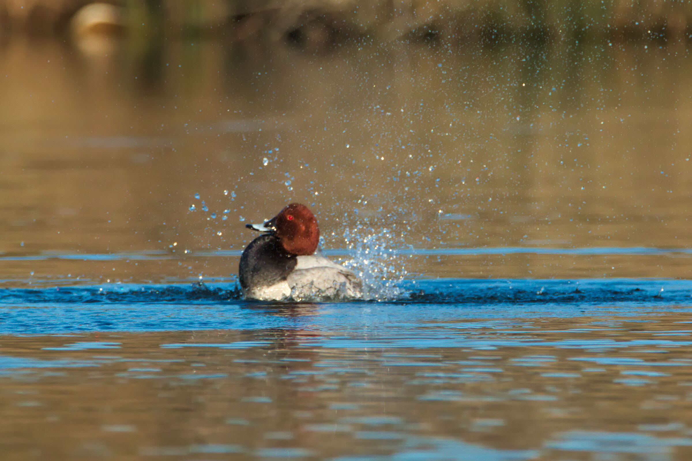 Male Pochard