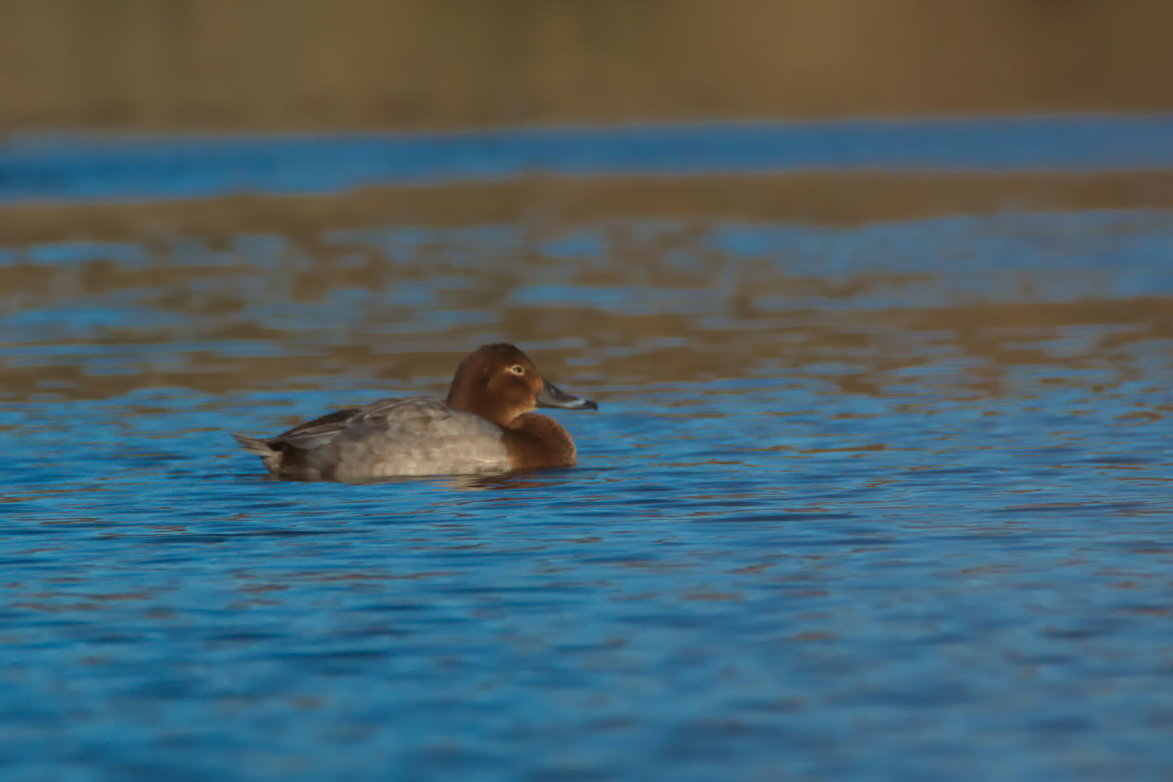 Female Pochard