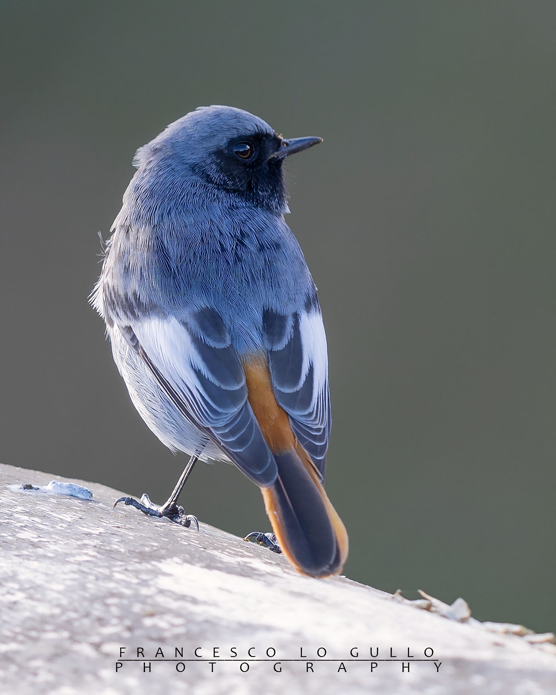 Codirosso Spazzacamino