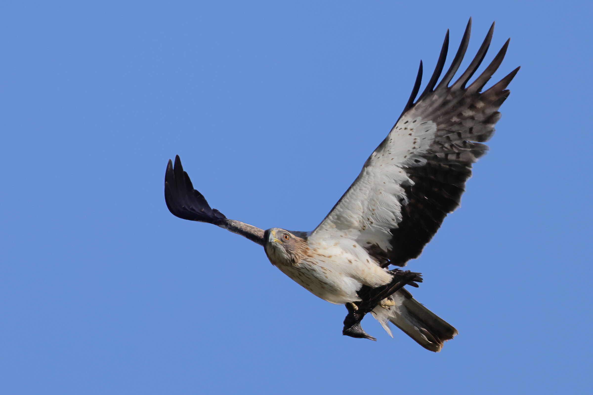 Aquila minore con preda