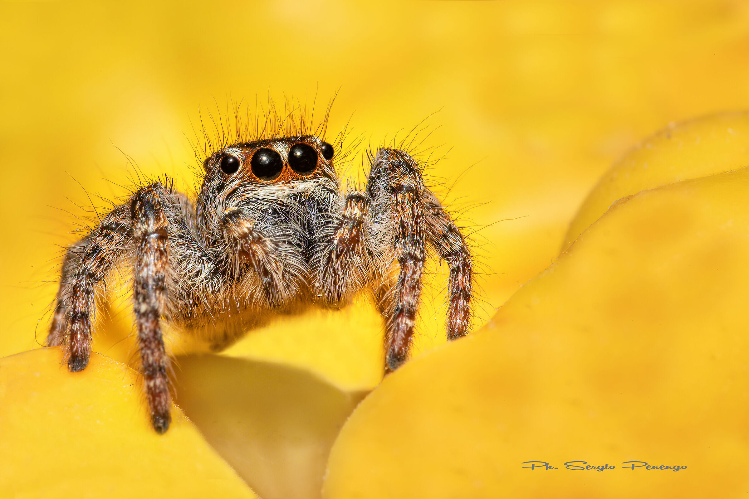 Ragno Salticidae