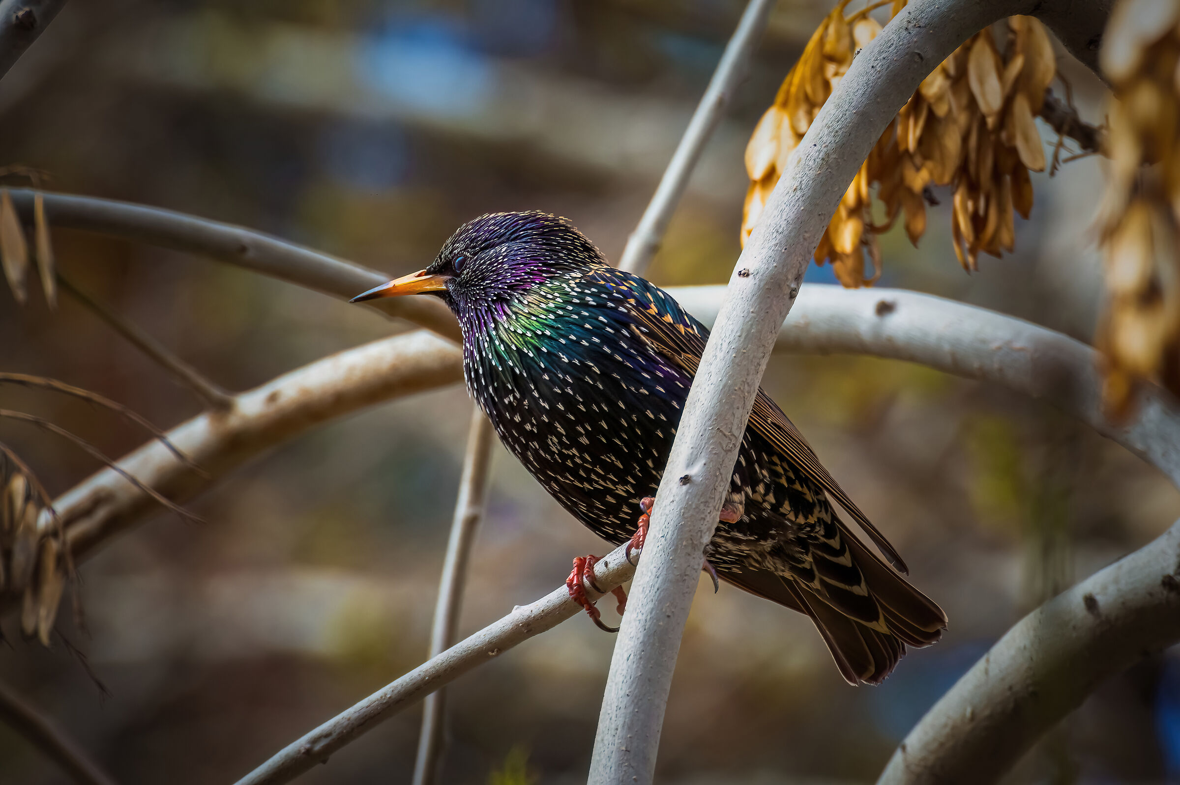 Starling