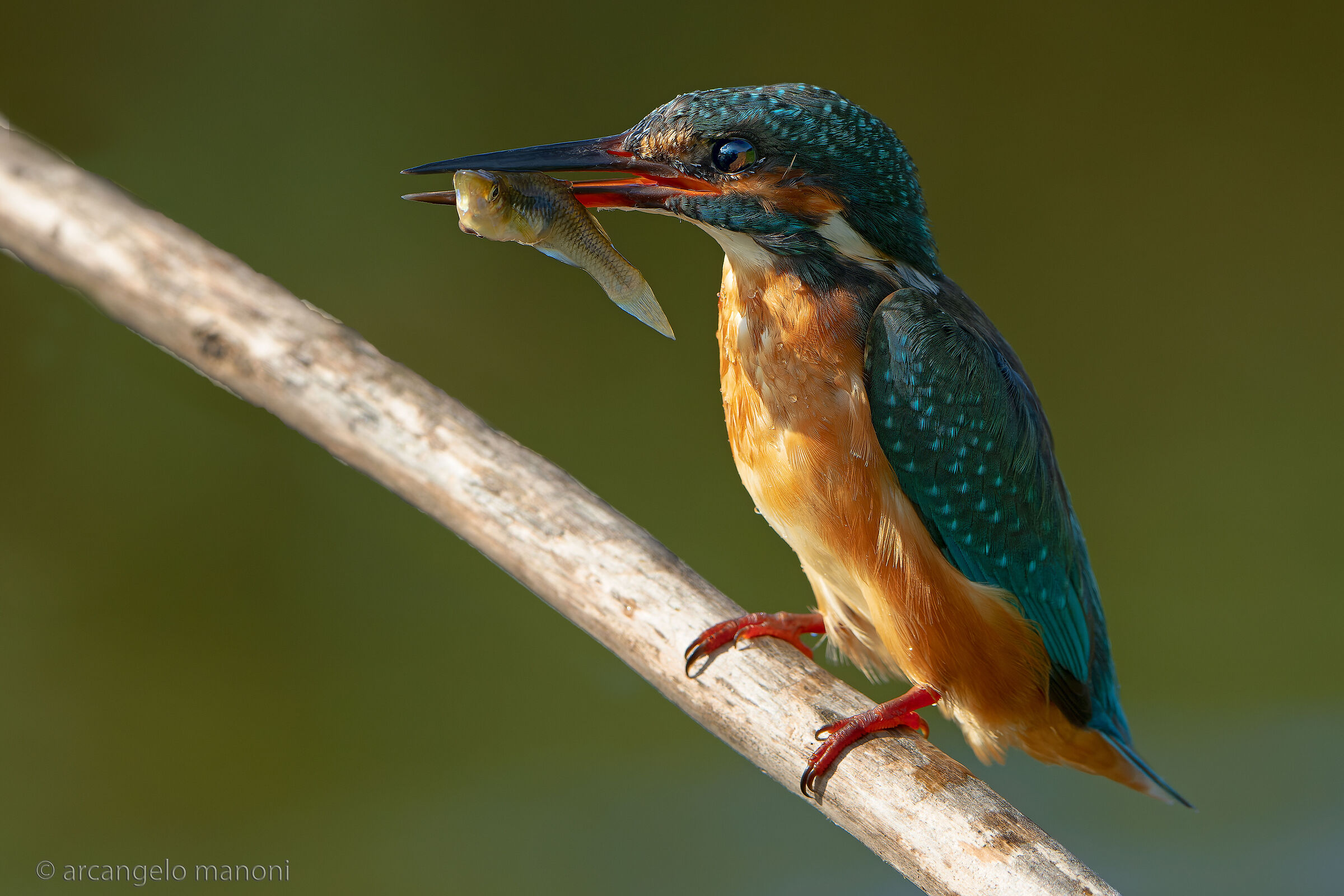 Luce contro per la martina