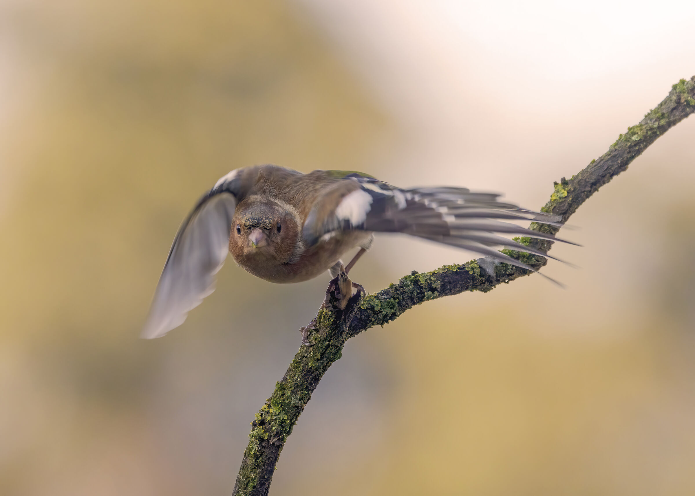 Lo stacco del Fringuello maschio