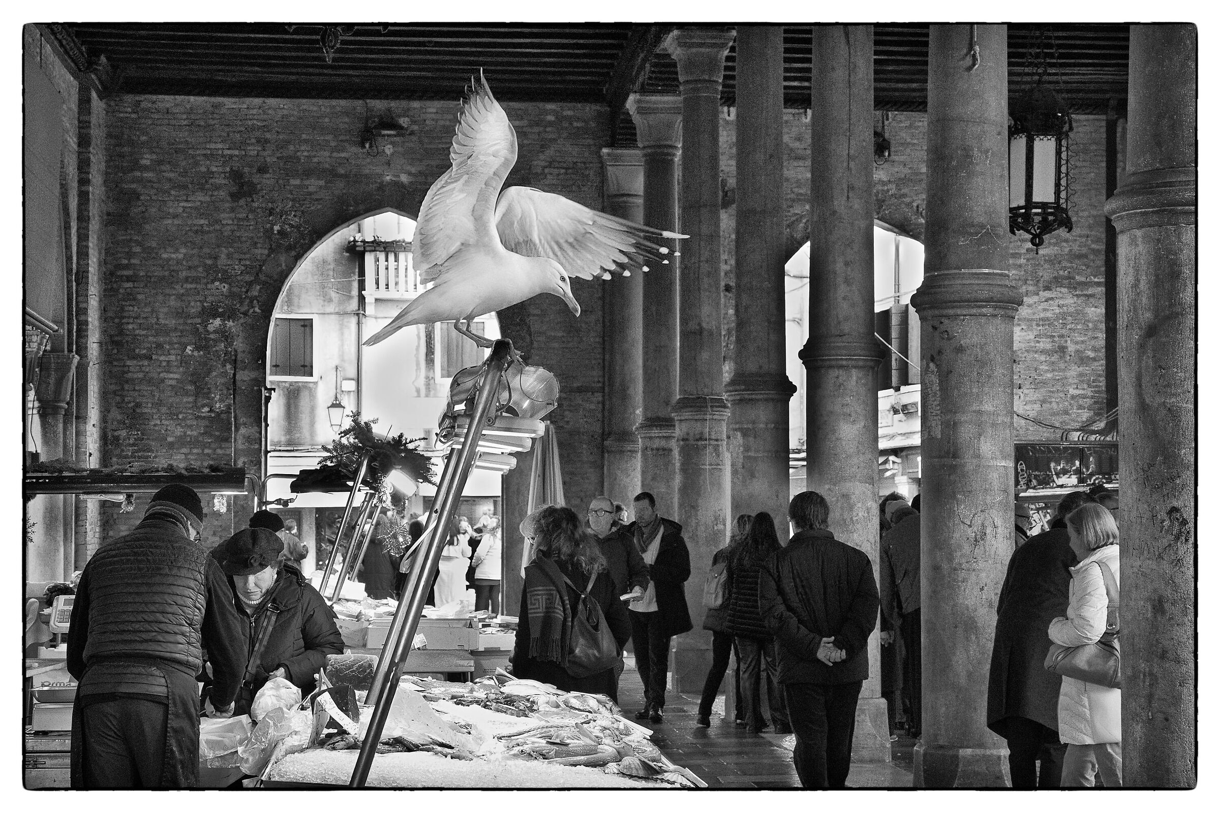 Gabbiano al mercato del pesce