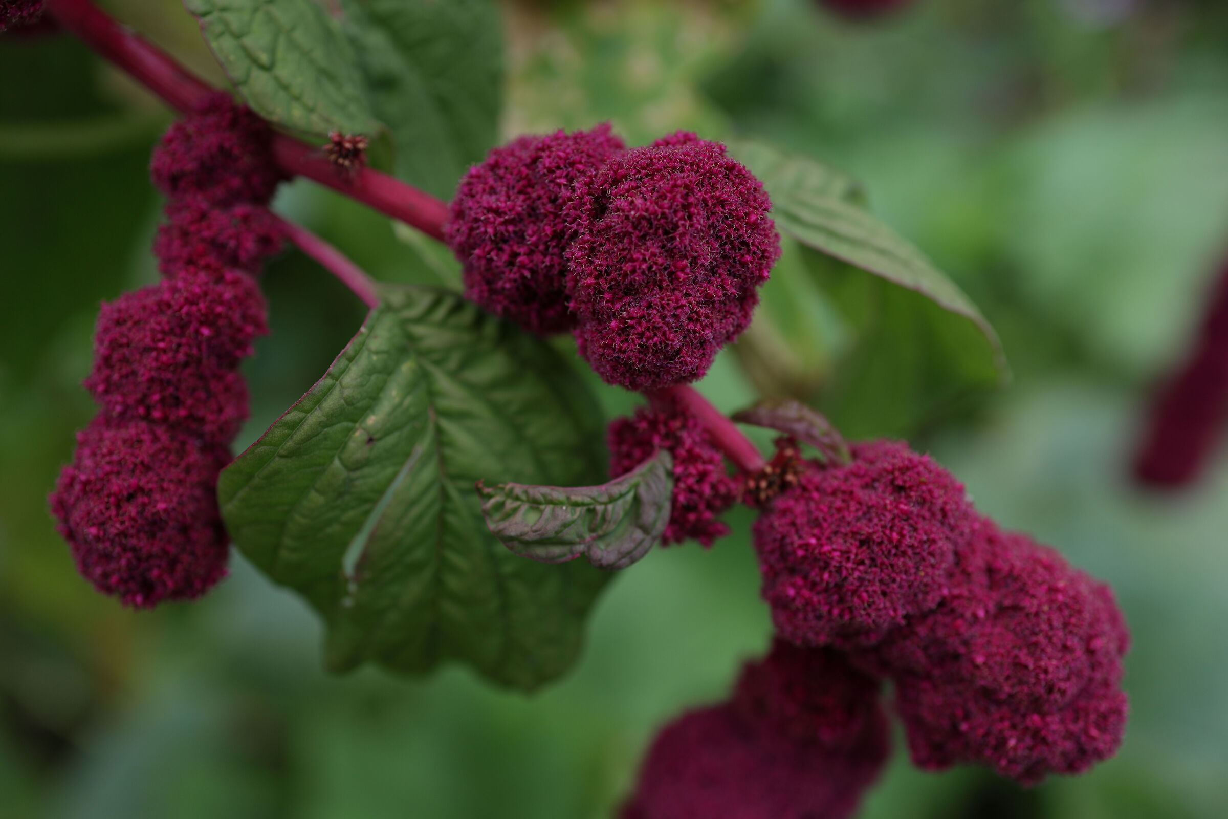 Amaranth