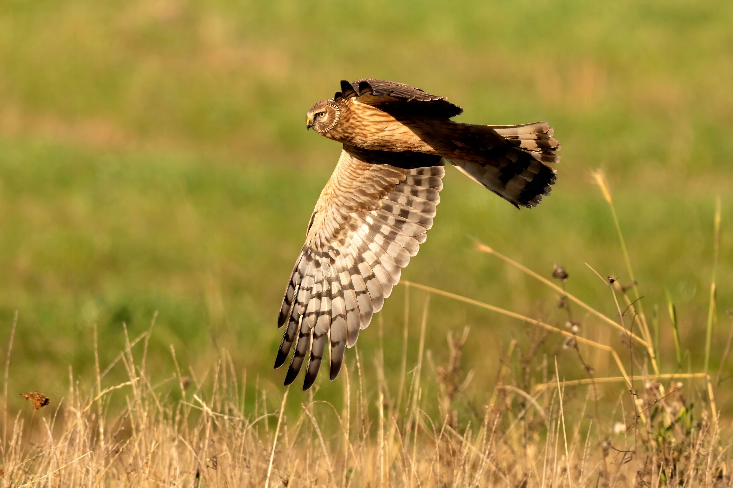 Hen Harrier (Circus cyaneus)