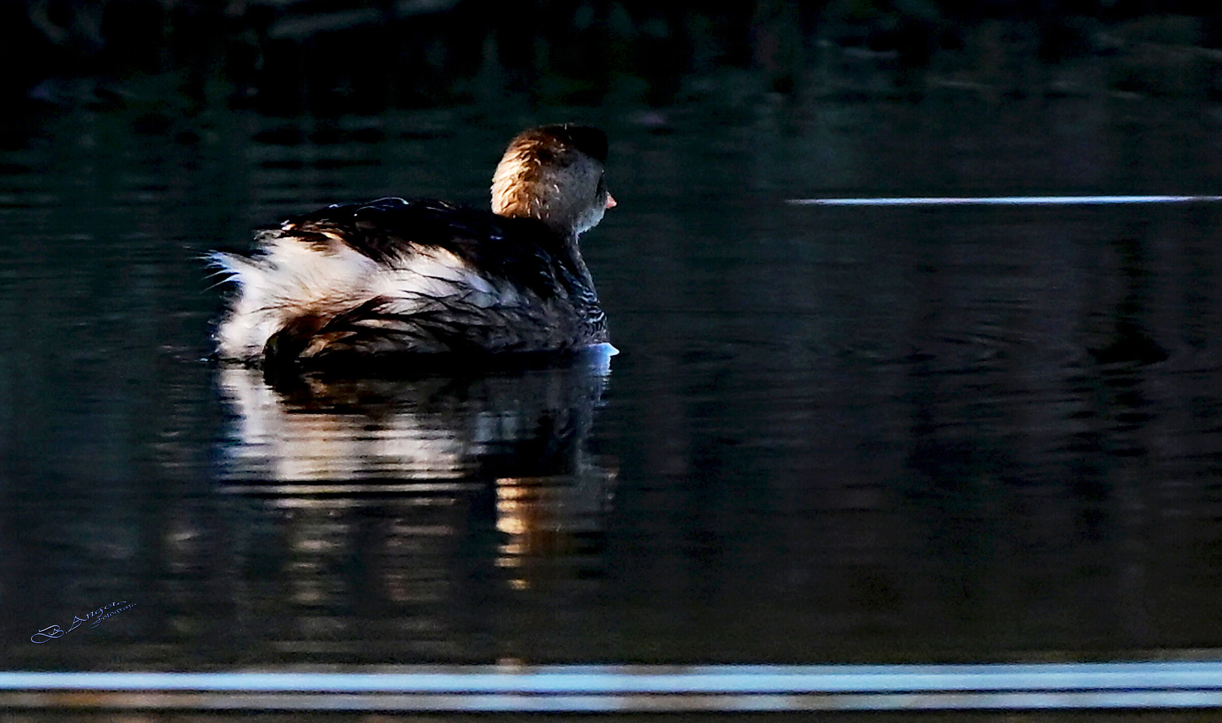 " ultime luci del giorno " Tuffetto