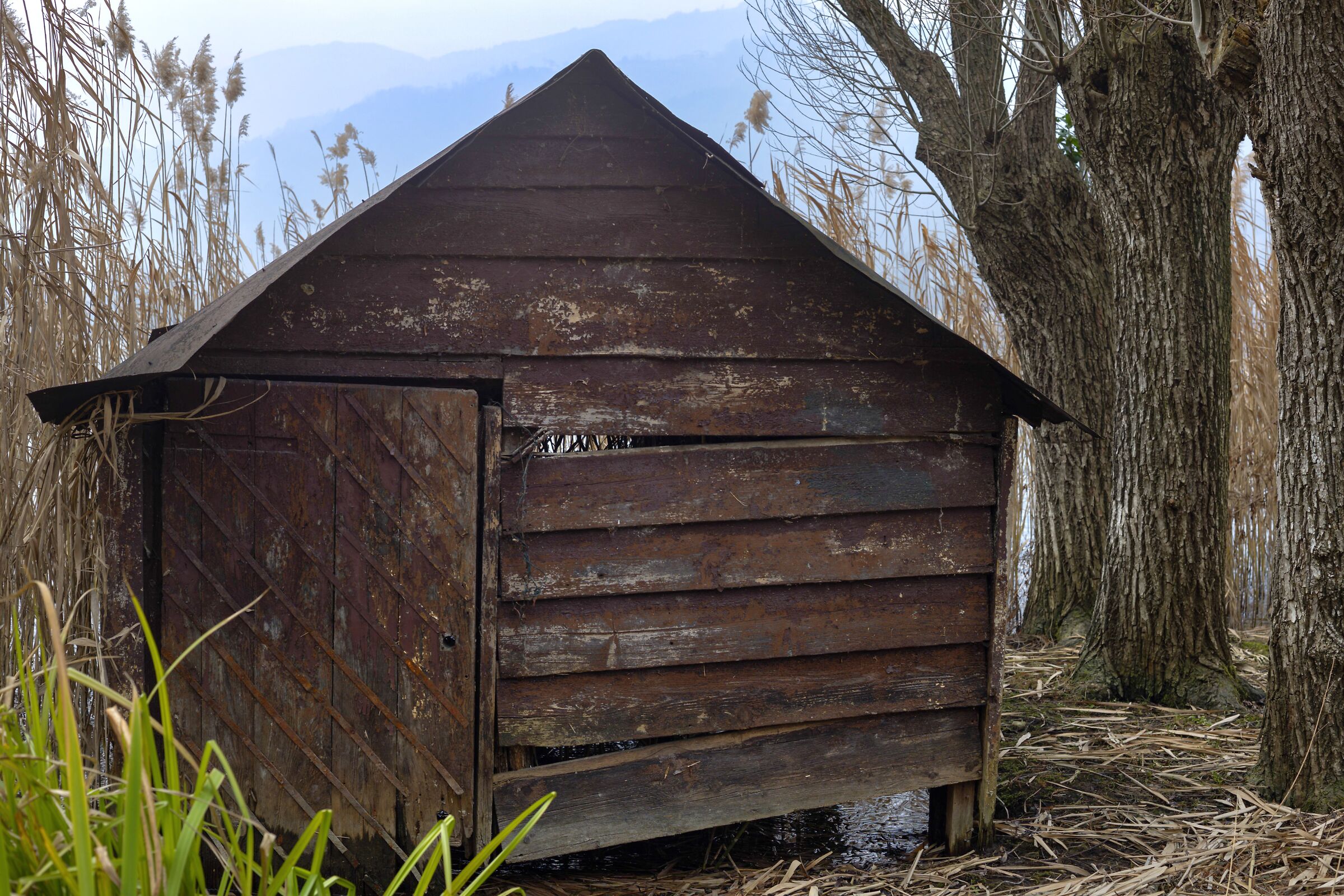 Shed