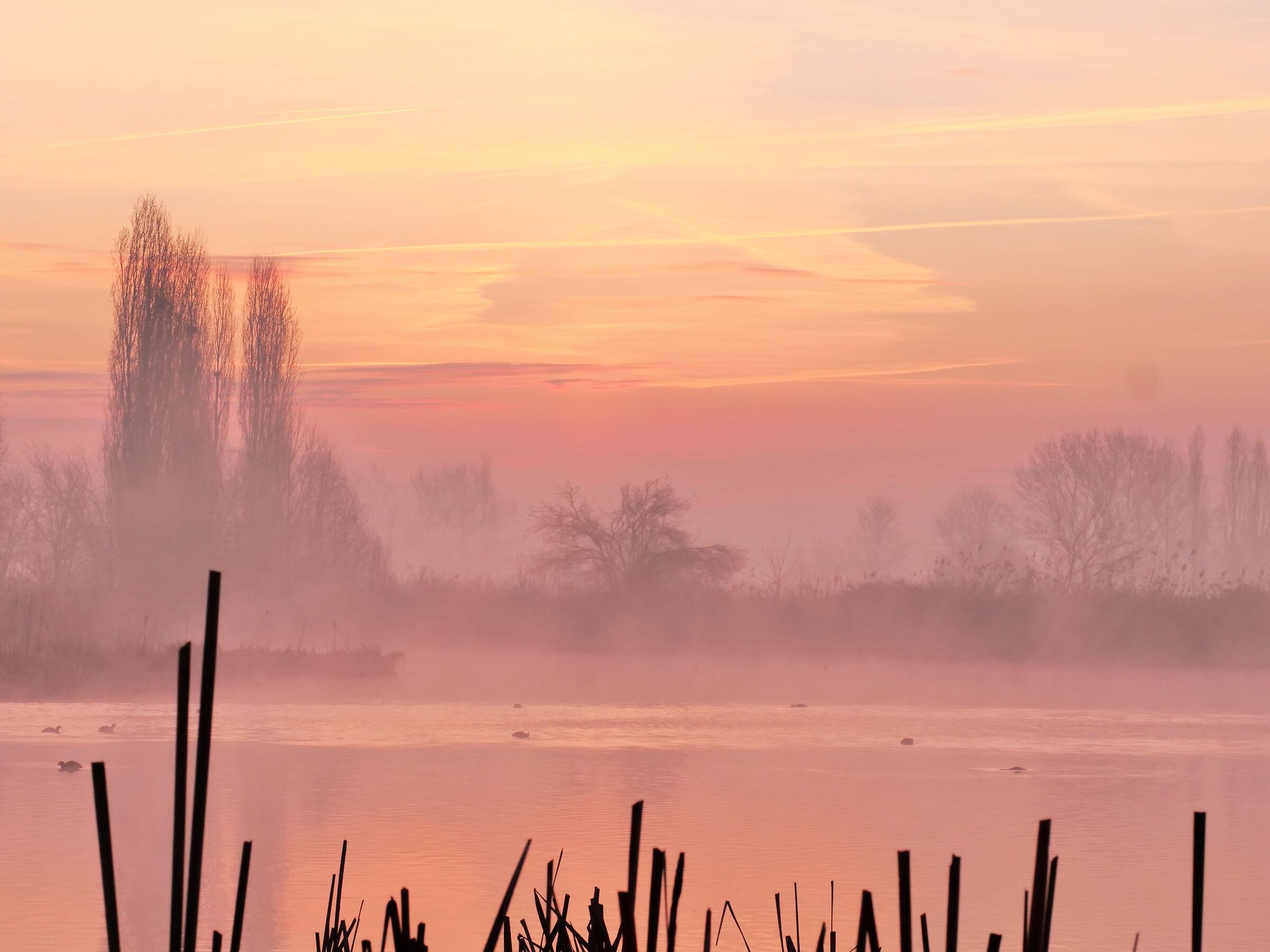 Sunrise in the swamp