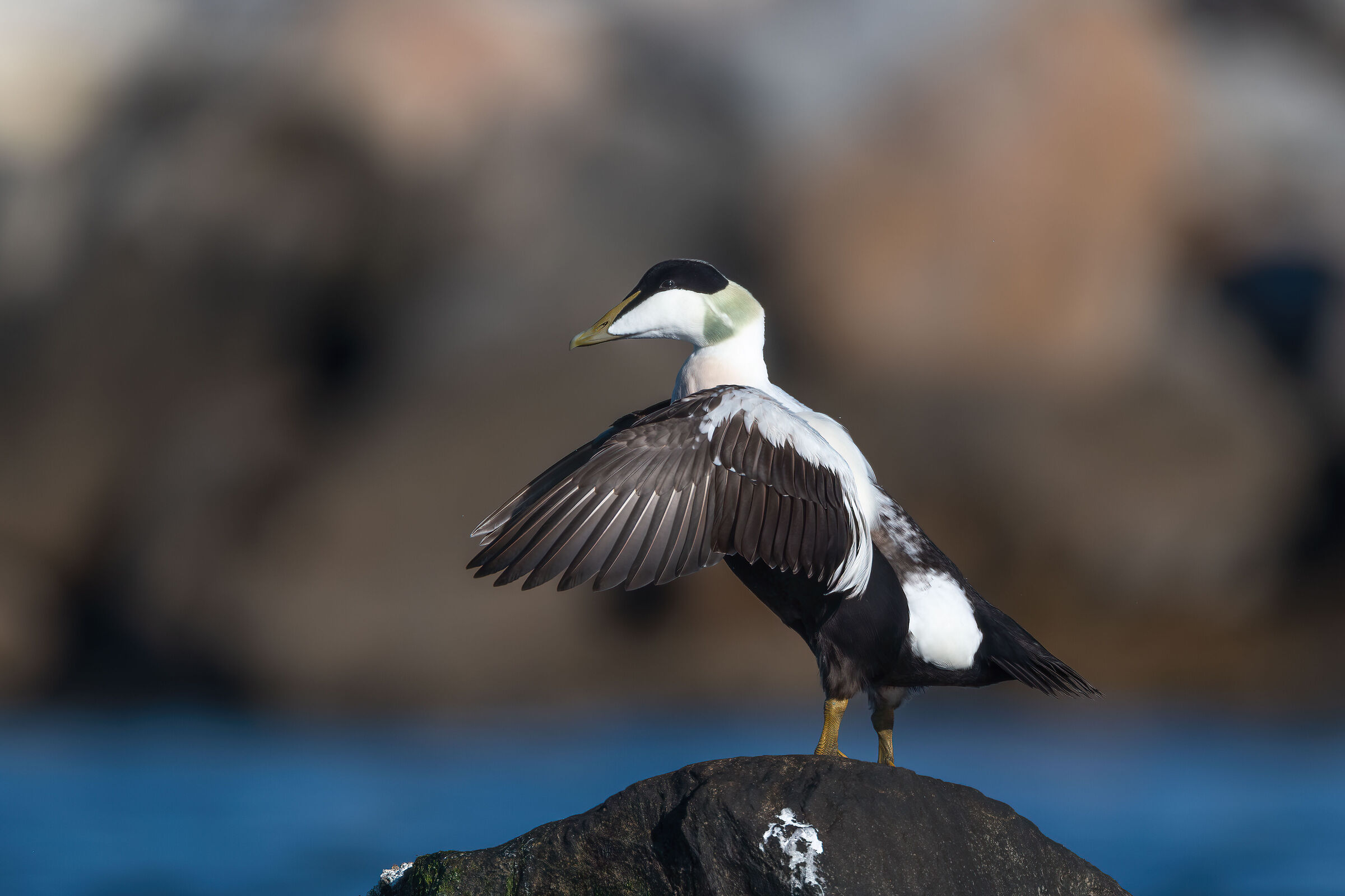 Endredone, il giovane diventato adulto
