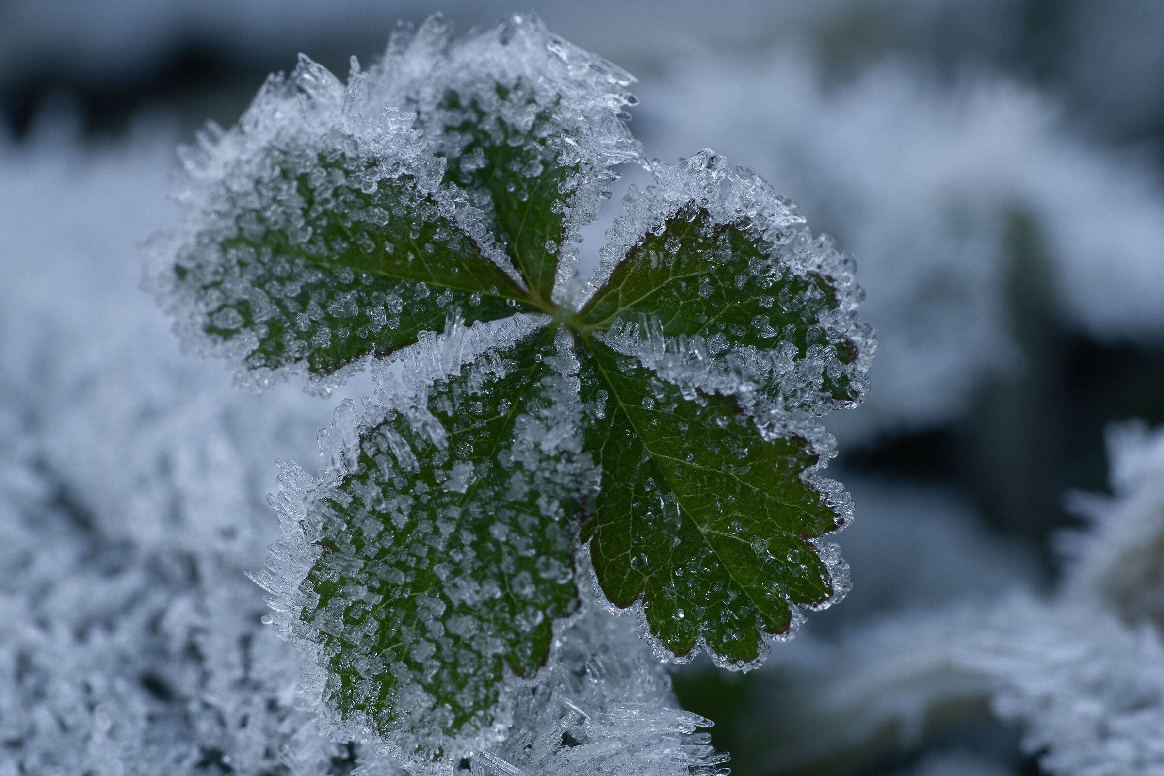 Frost on green