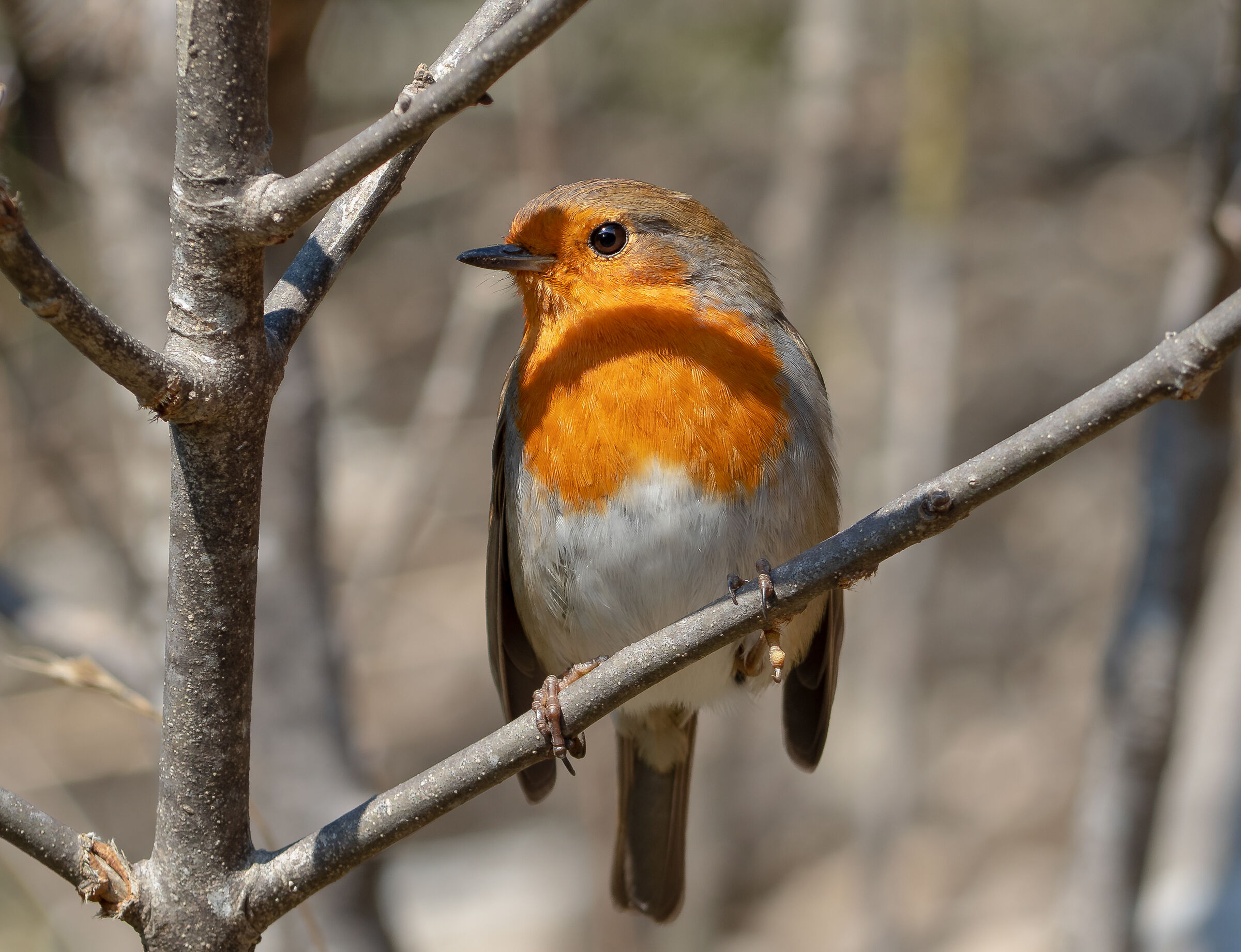 Incontro ravvicinato