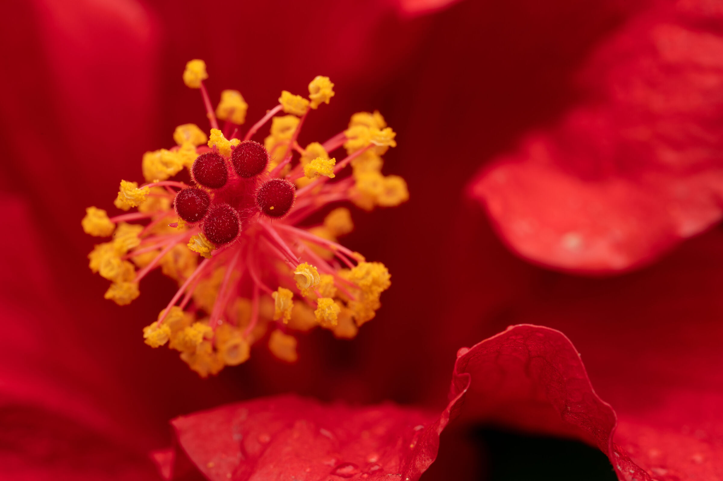Hibiscus