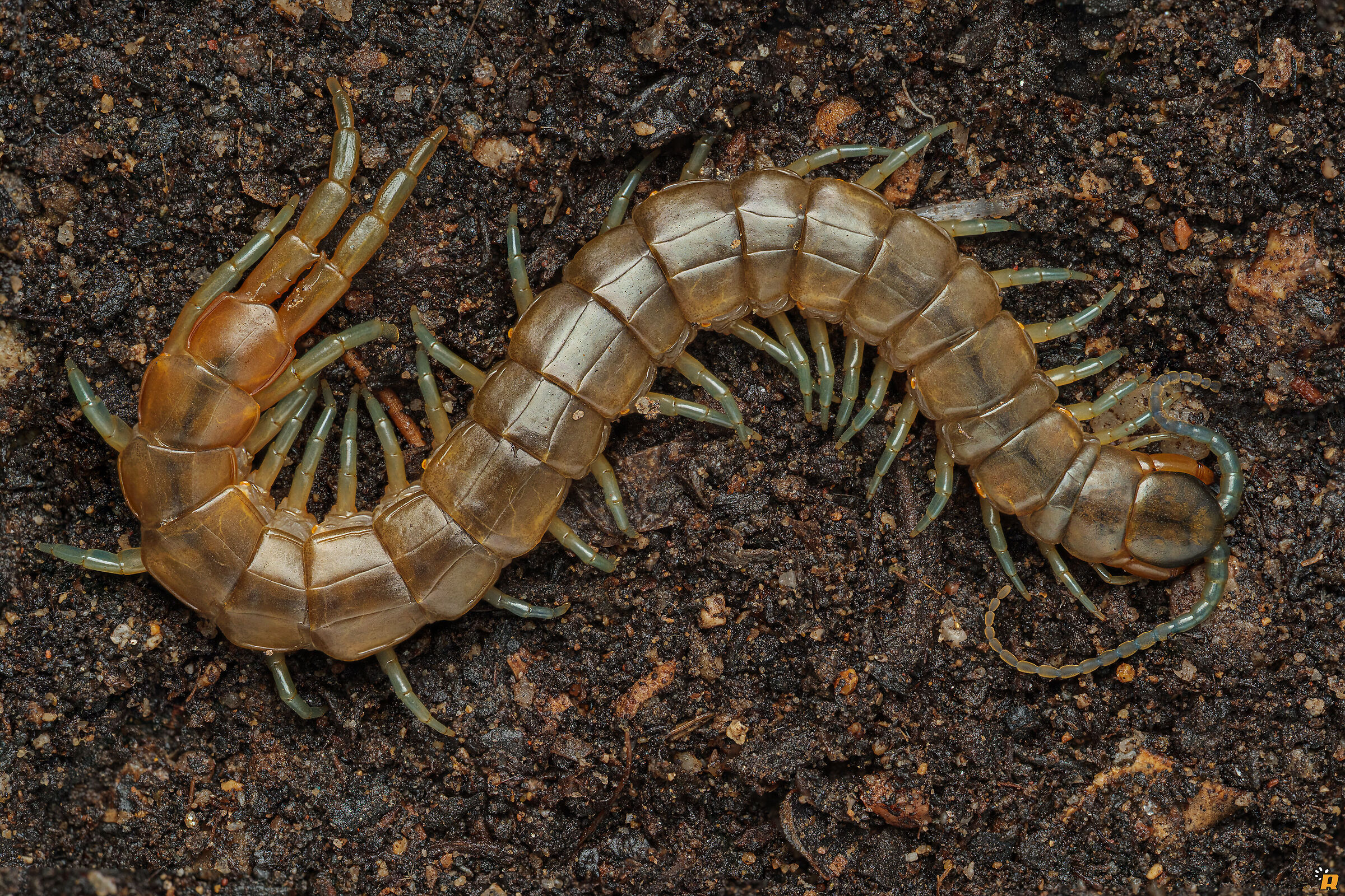 Scolpendra orianiensis