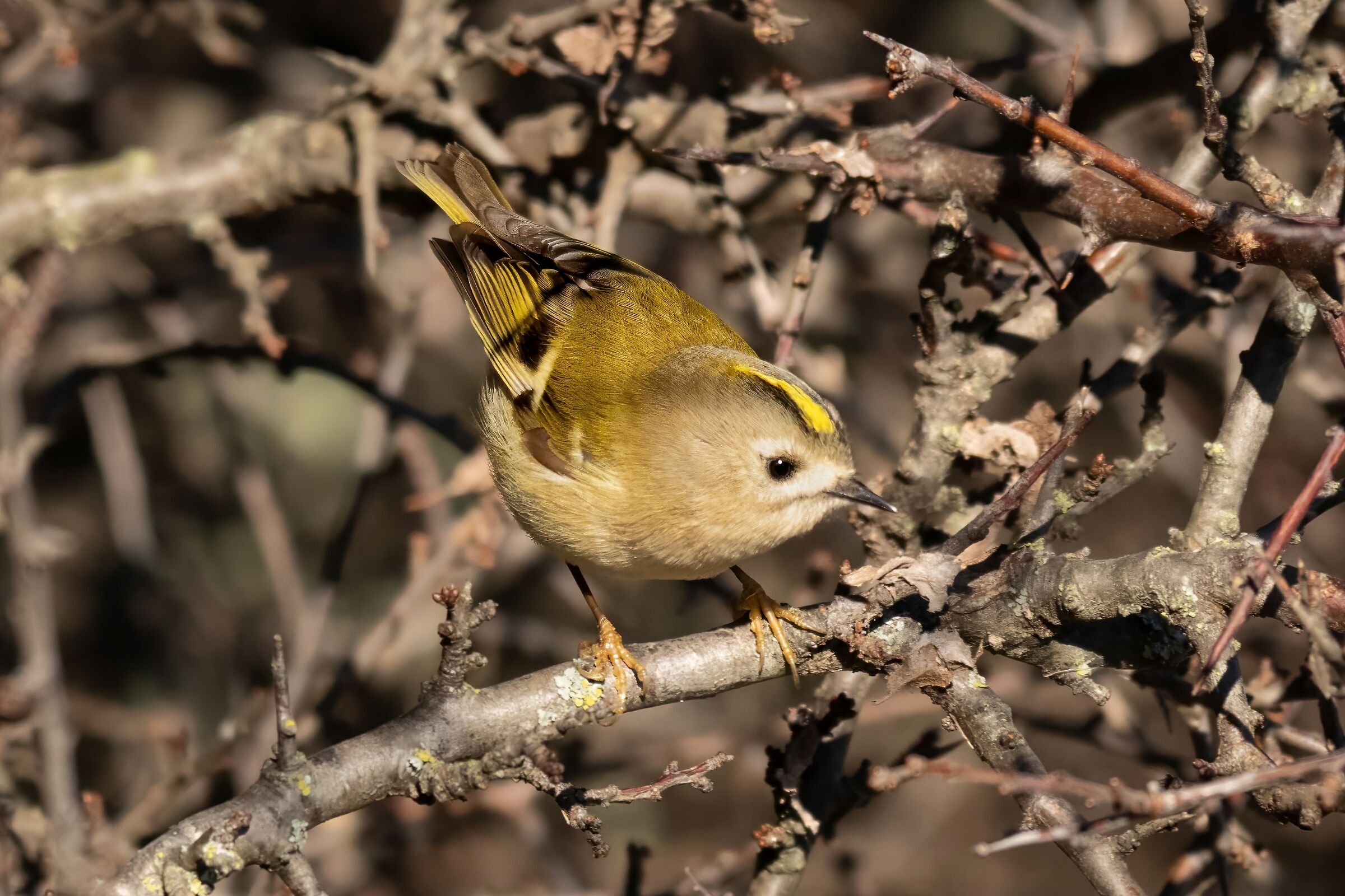 Regolo comune (Regulus regulus