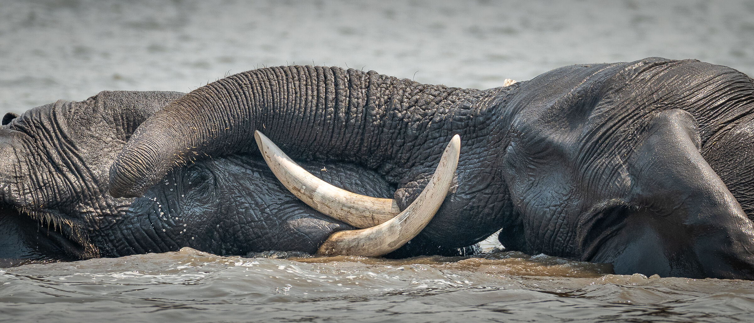 The embrace of the trunks