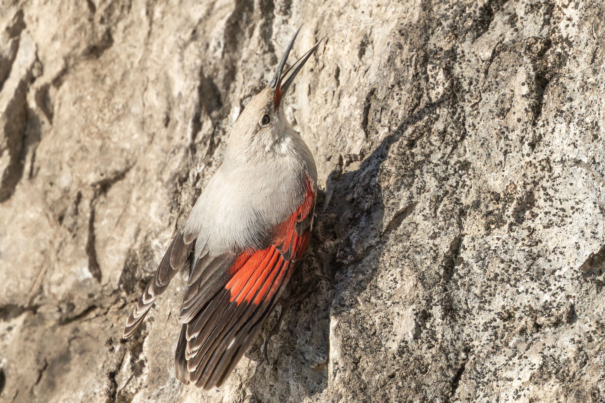 Picchio muraiolo