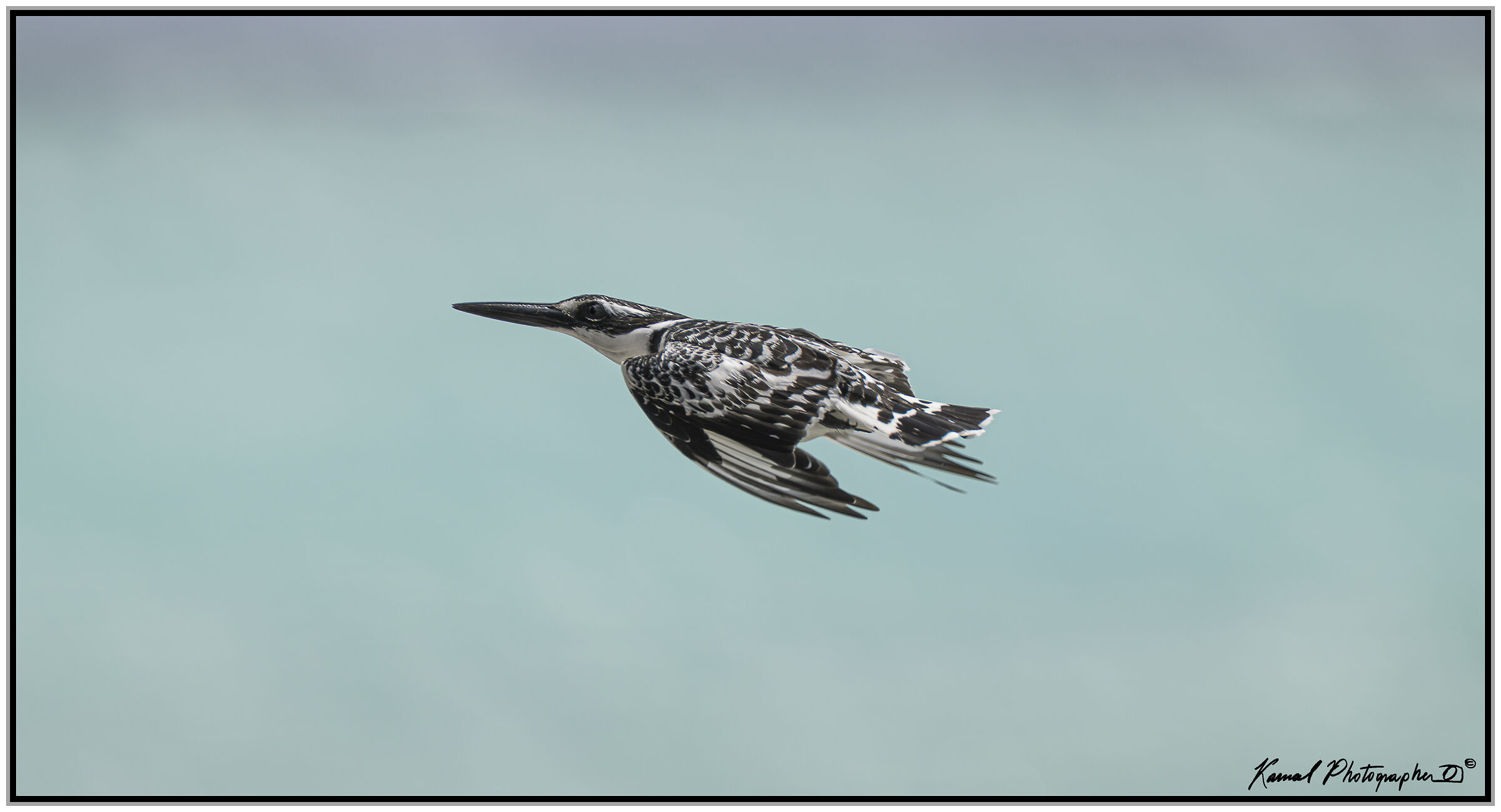 Pied kingfisher (Ceryle rudis)