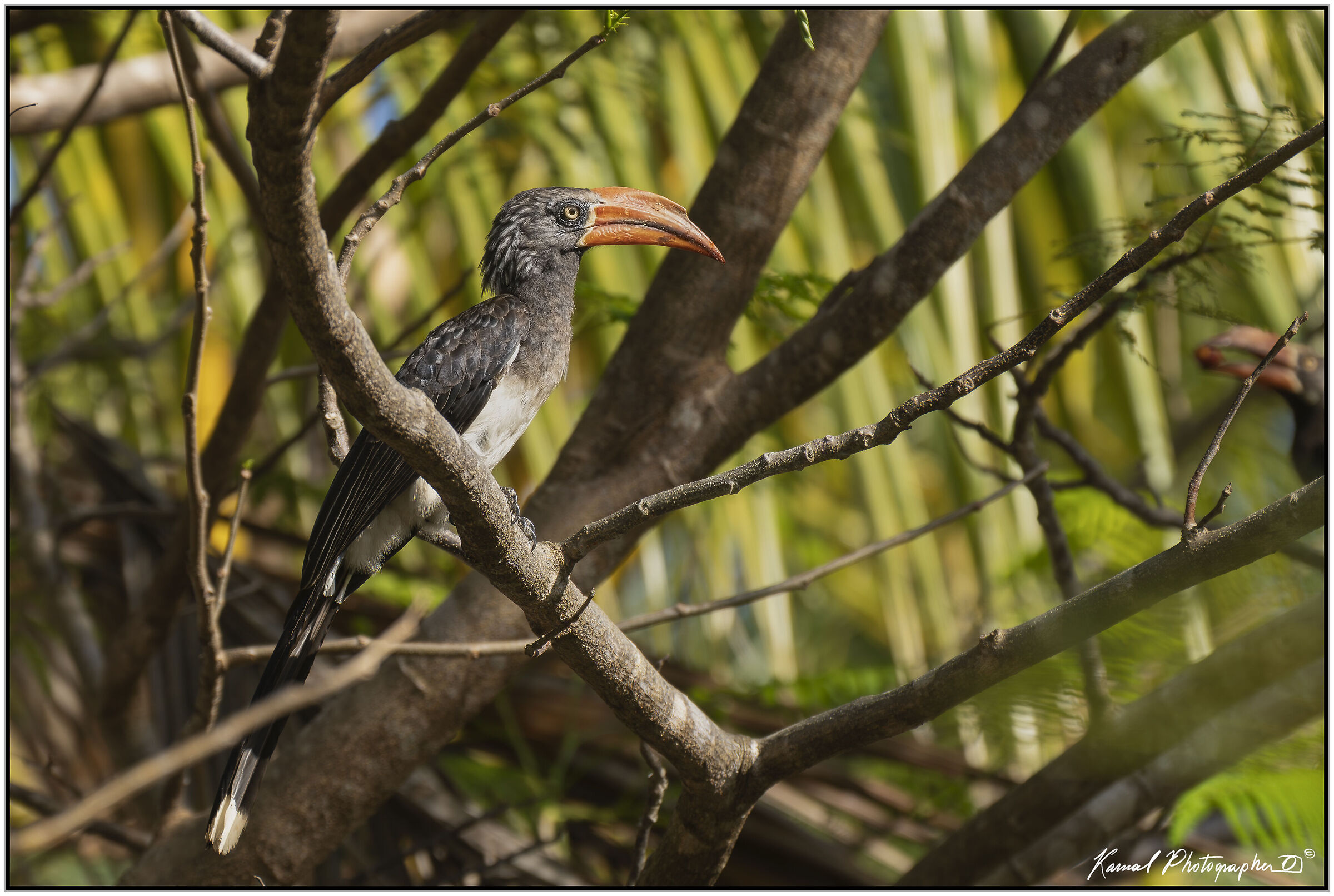Crowned Hornbill (Lophoceros alboterminatus)