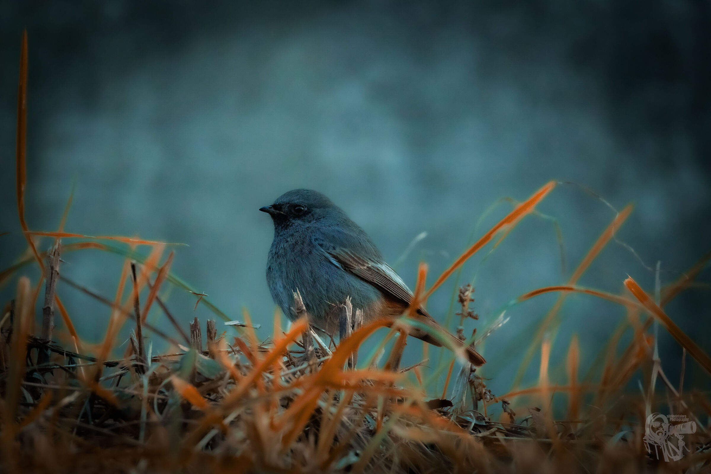 Chimney Sweep Redstart