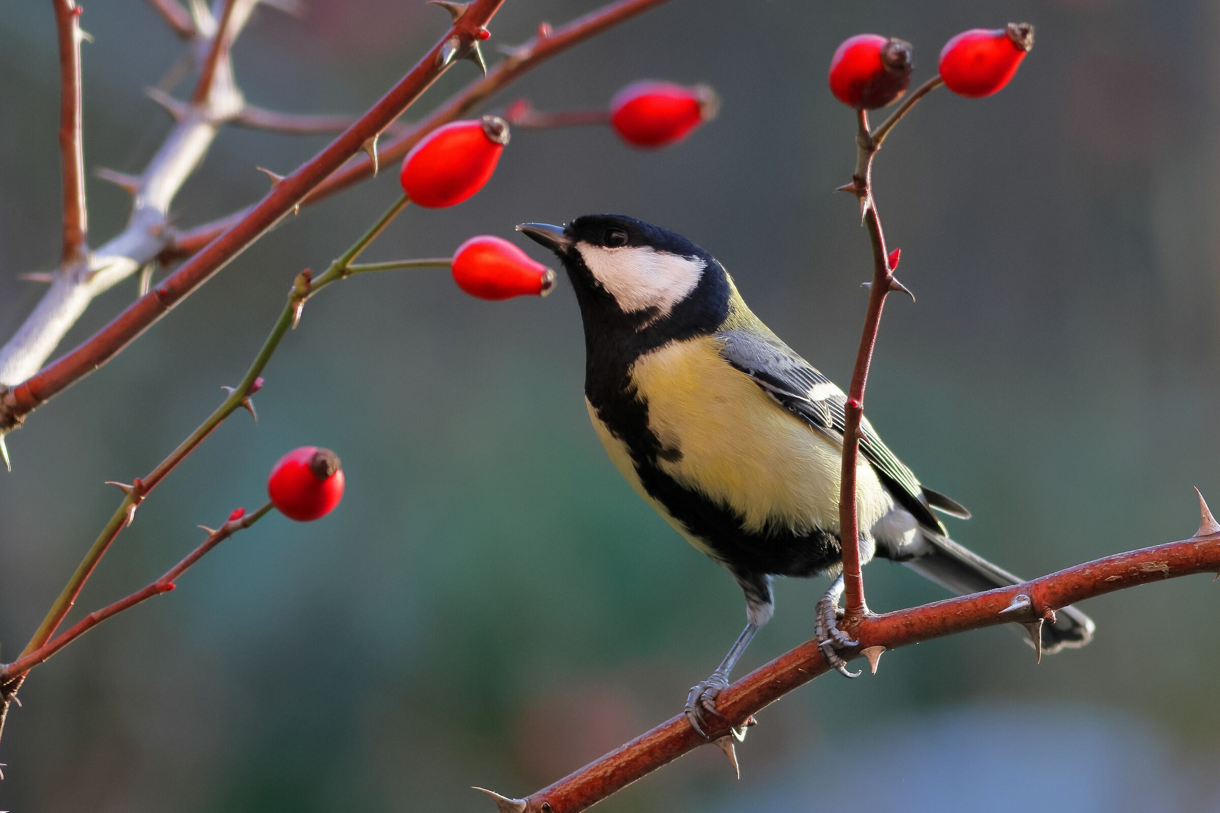 Great on Rosehip