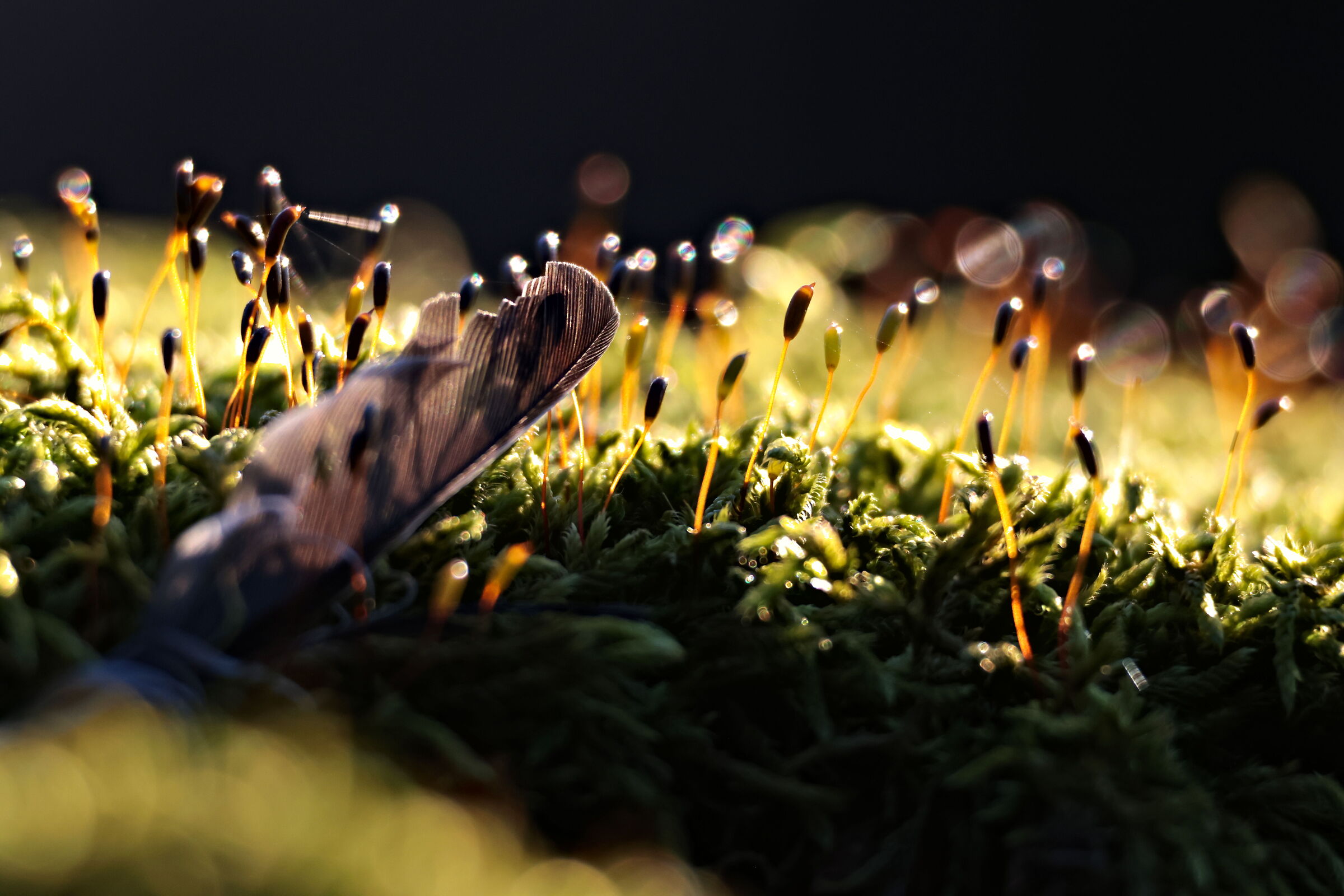 Tracce di leggerezza