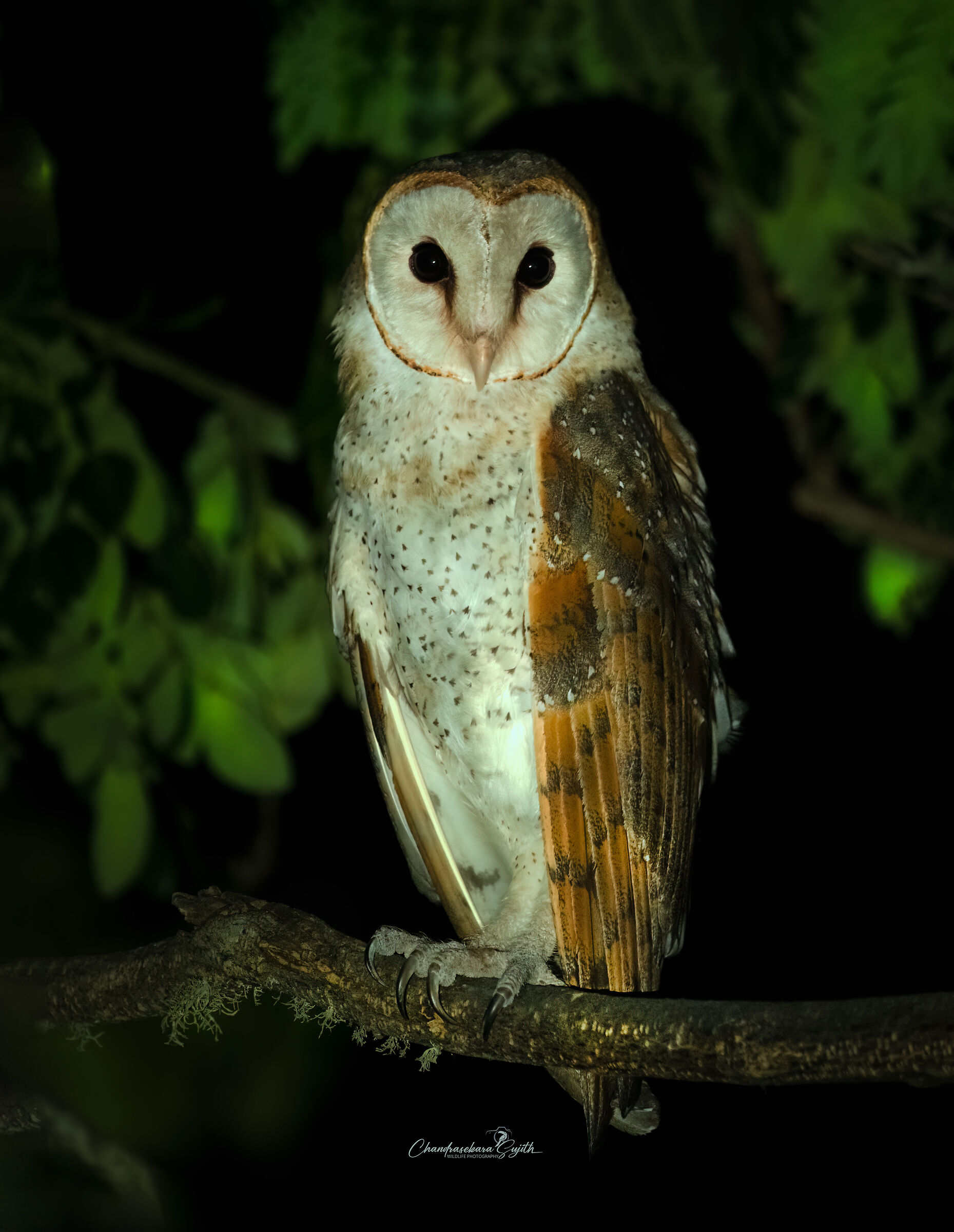 Barn Owl