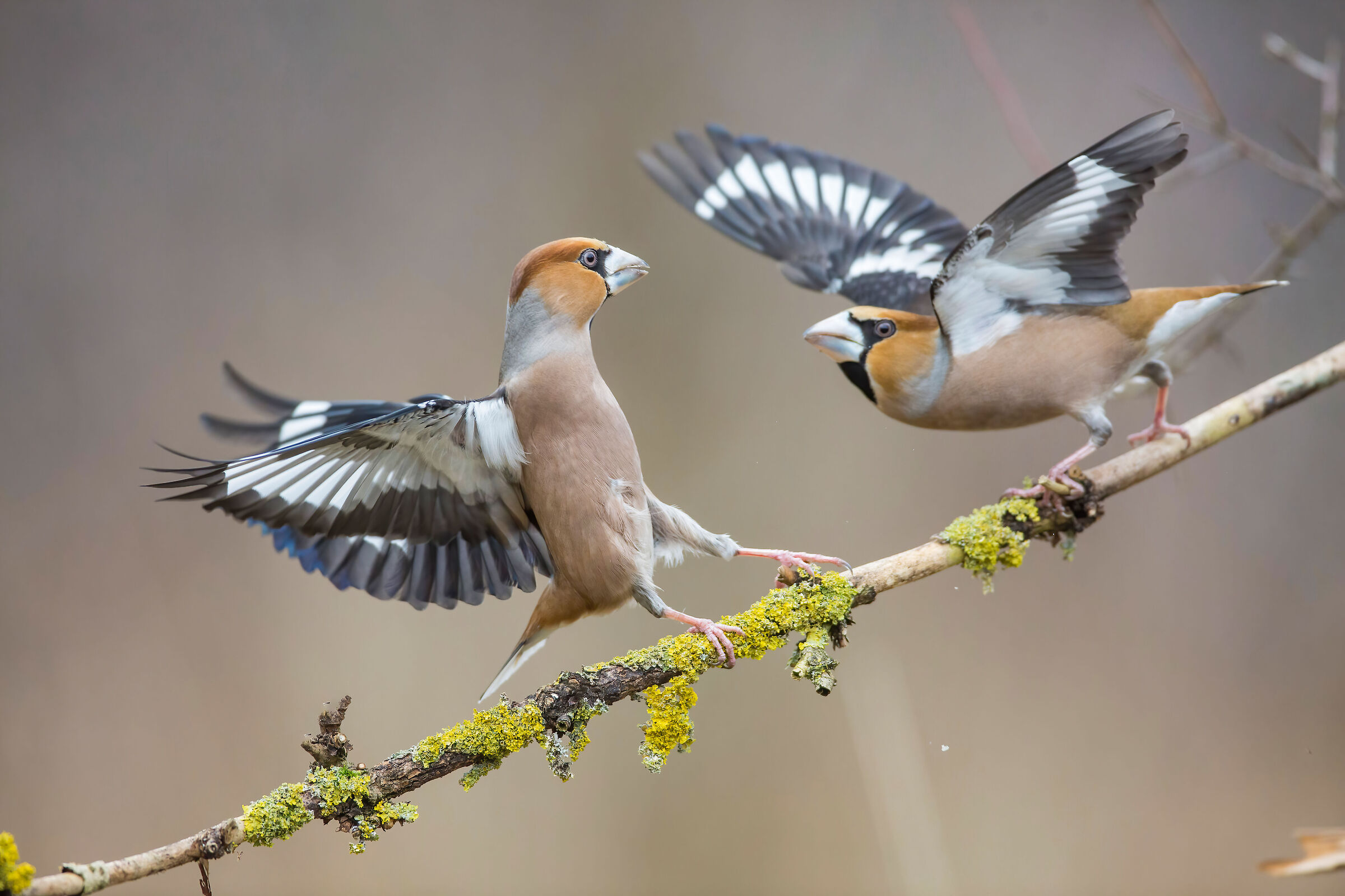 Coccothraustes coccothraustes