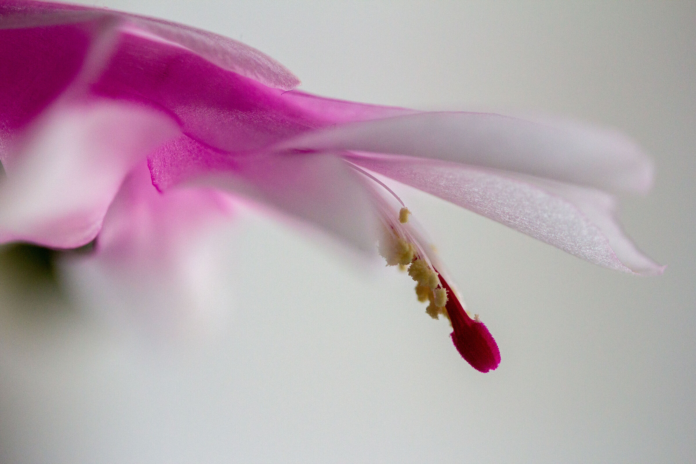 Shlumbergera