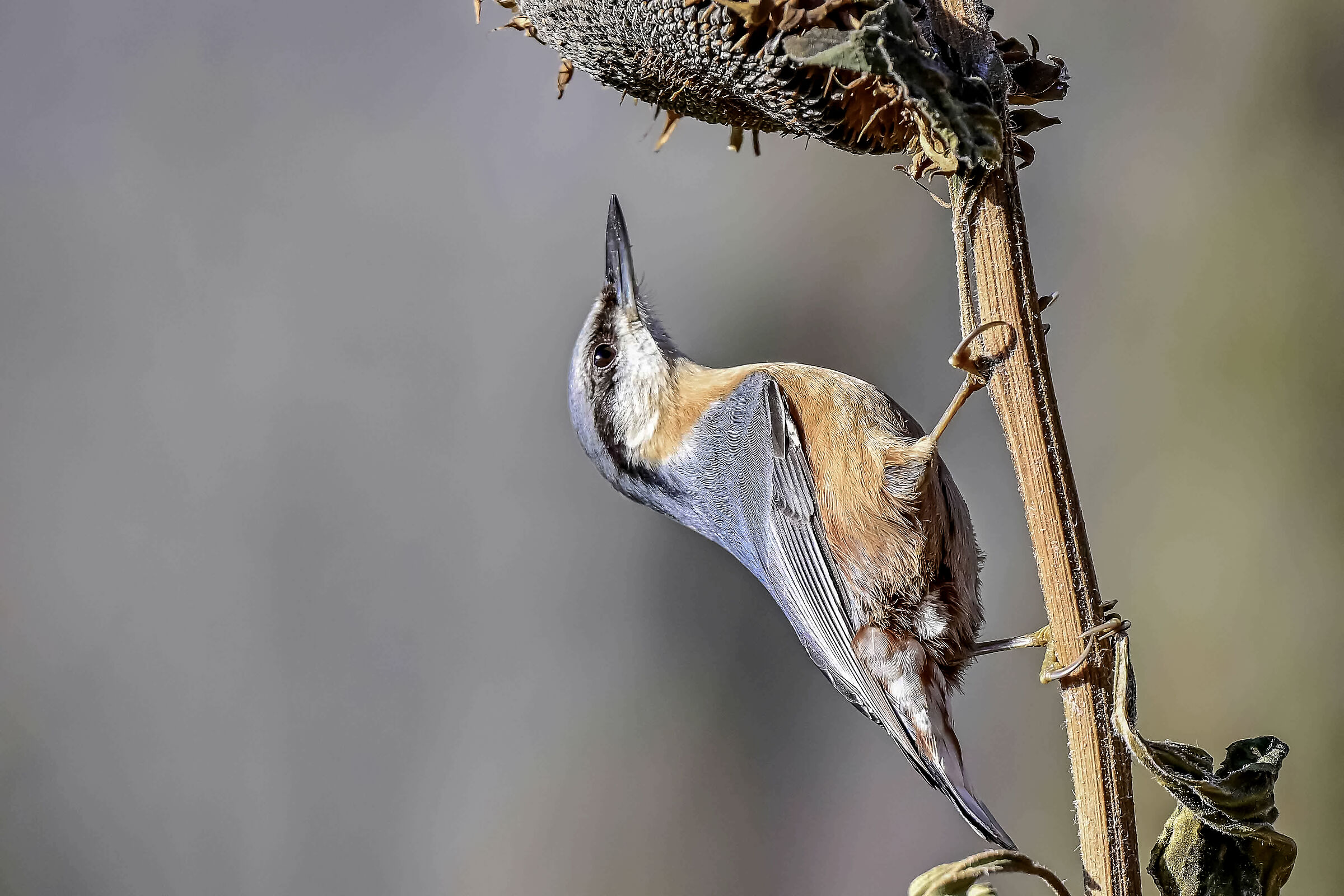 un buon fine anno e sereno 2026 a tutti gli amici !!