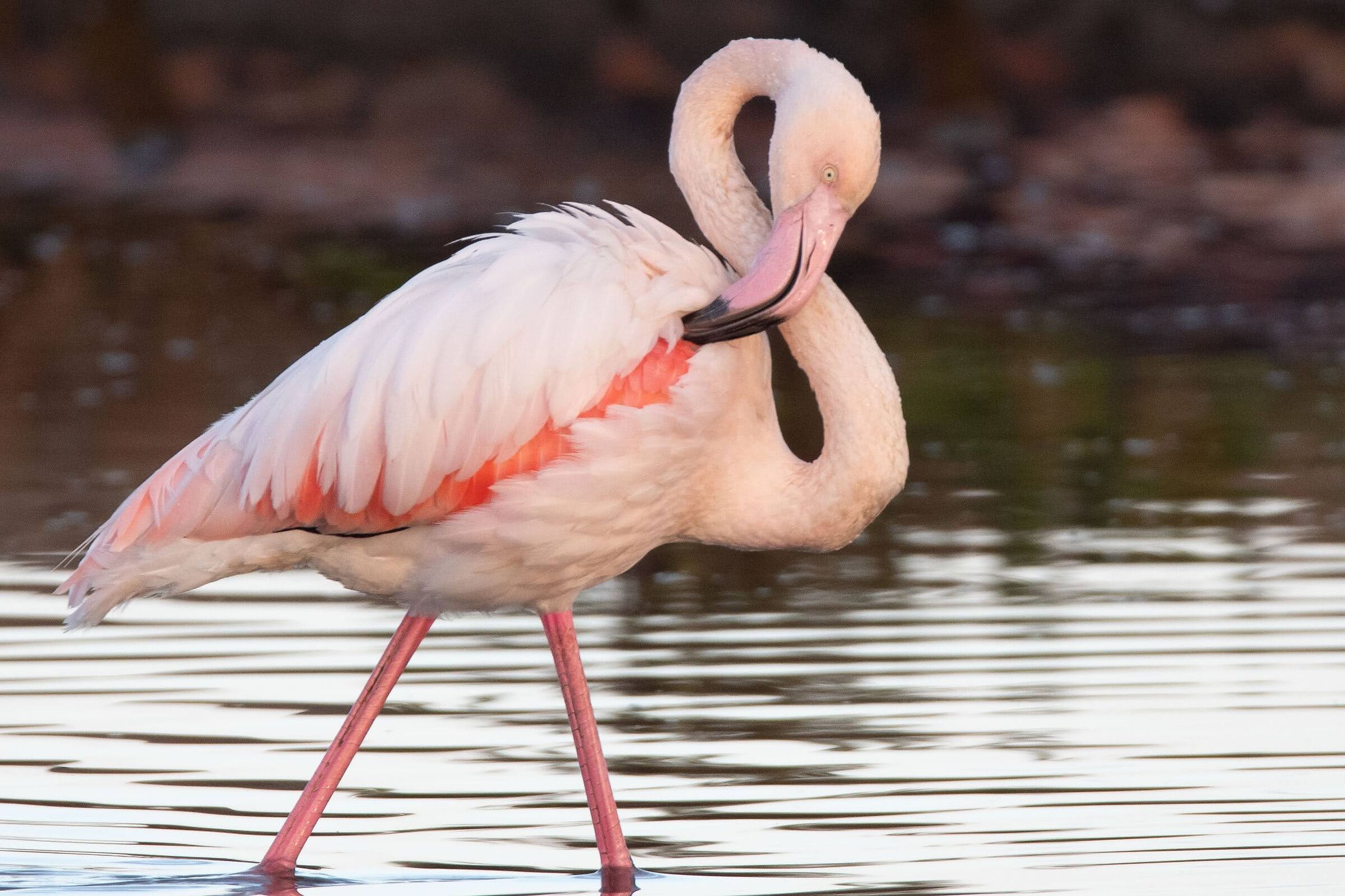 Elegance in petsona !