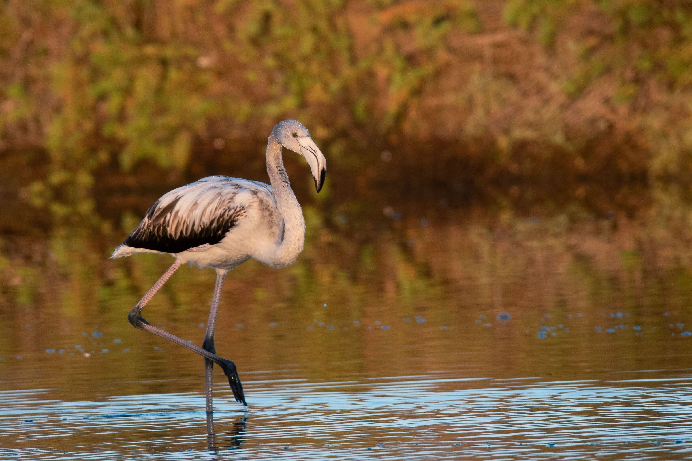 I'm not an ugly duckling!