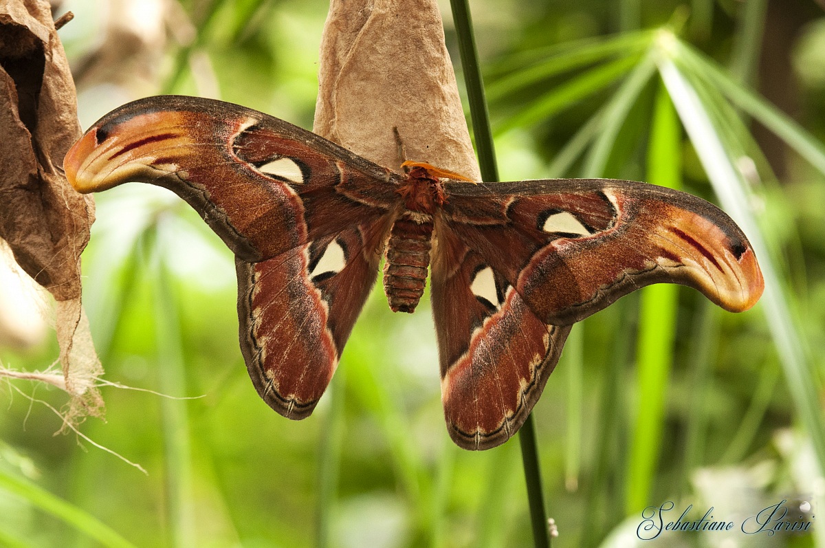 Cobra Butterfly (Attacus atlas (Linnaeus, 1758))