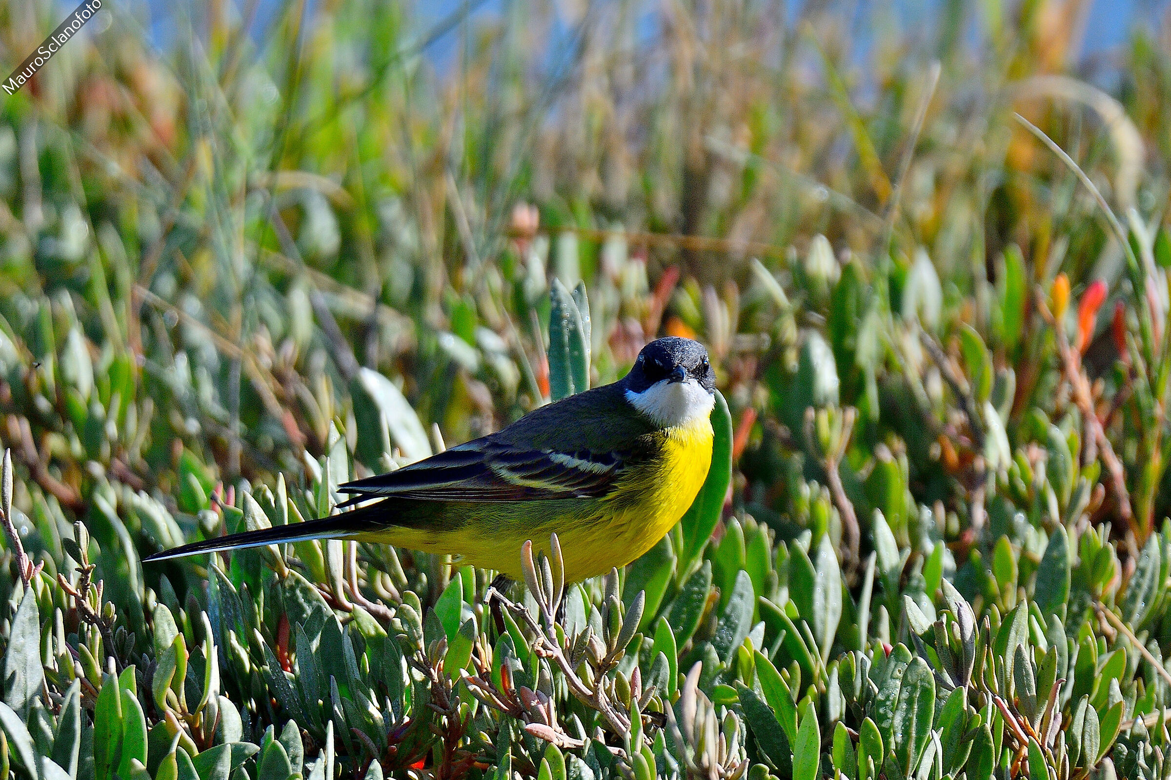 Wagtail