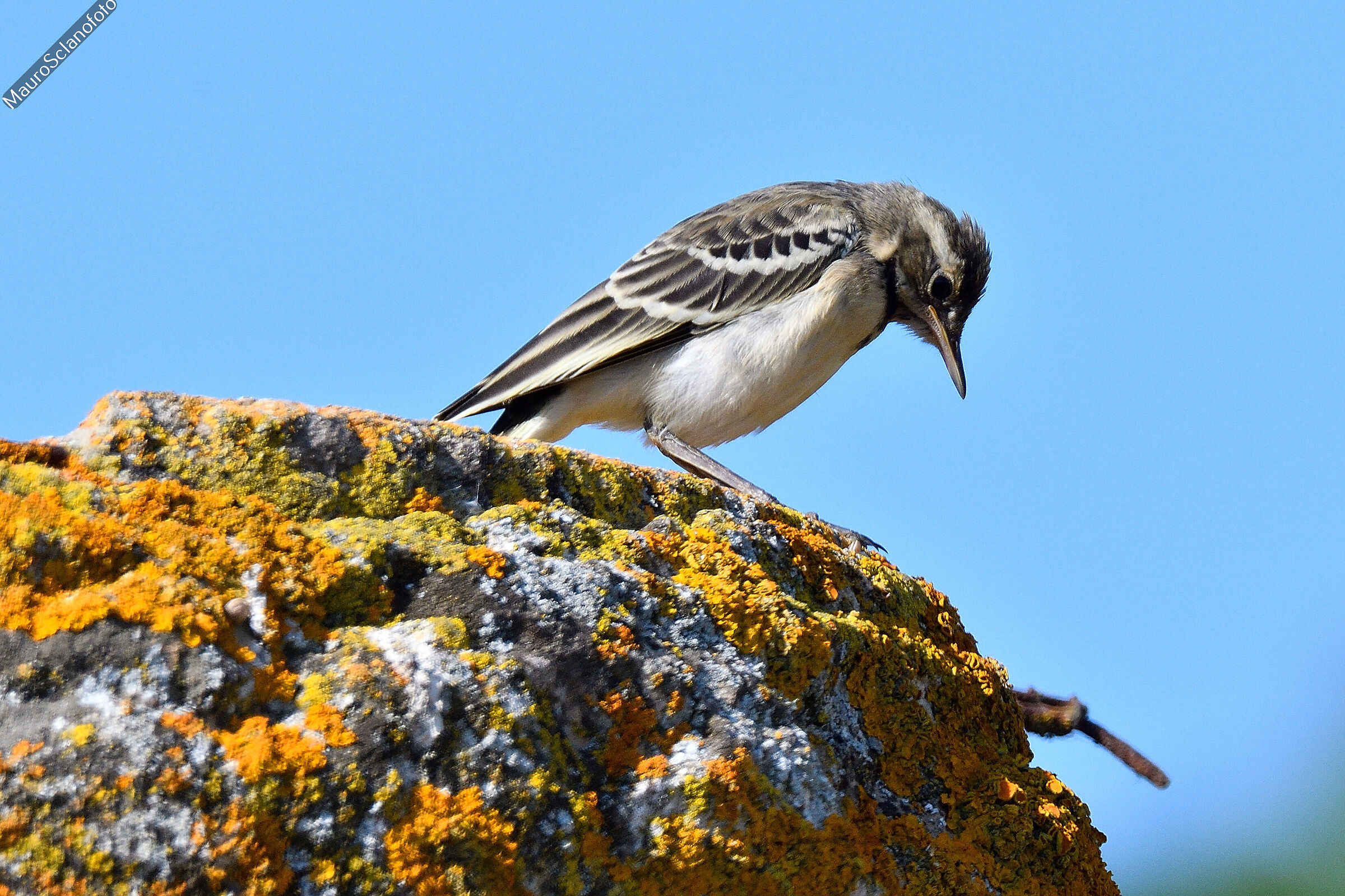 Wagtail (young)