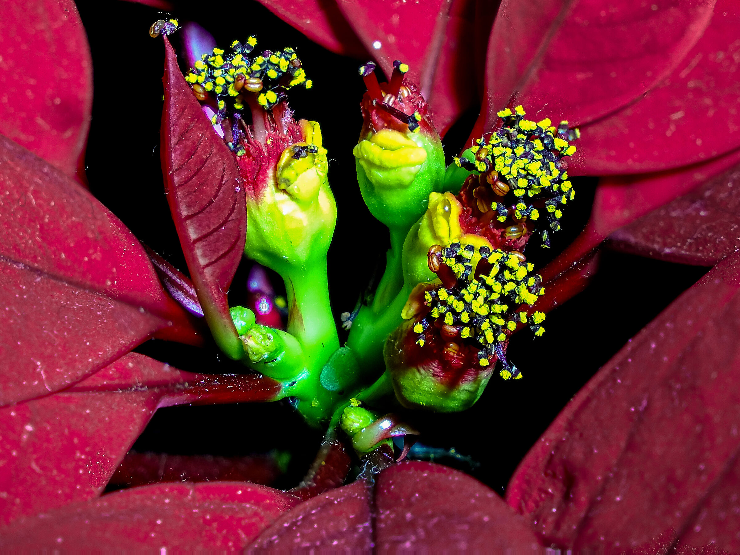 Poinsettia