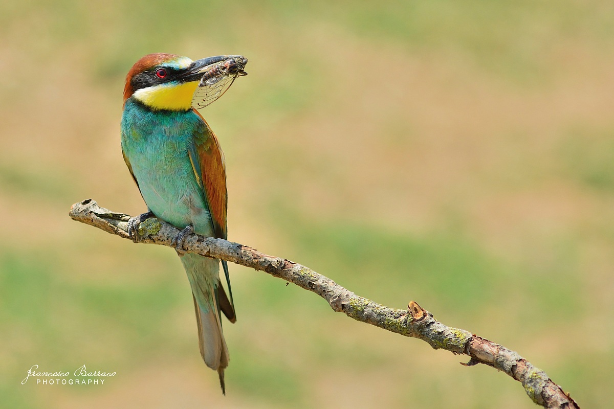 Bee-eater