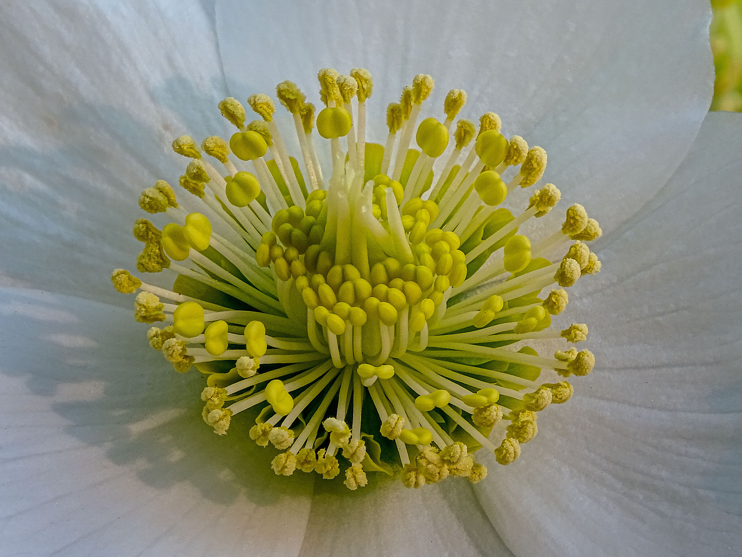 Christmas rose (Helleborus niger)