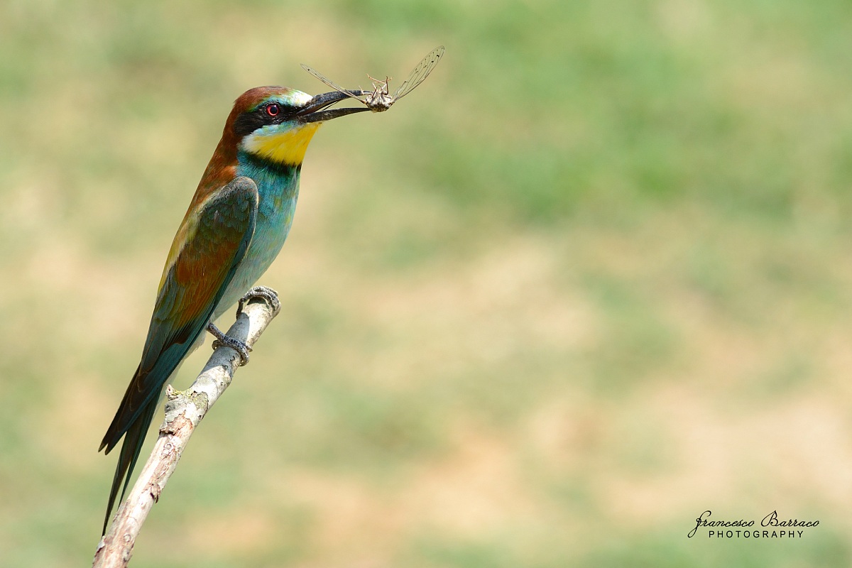 Bee-eater