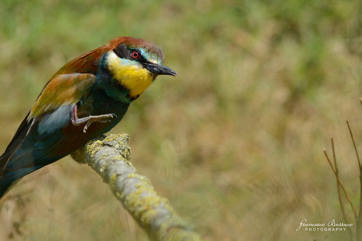 Bee-eater