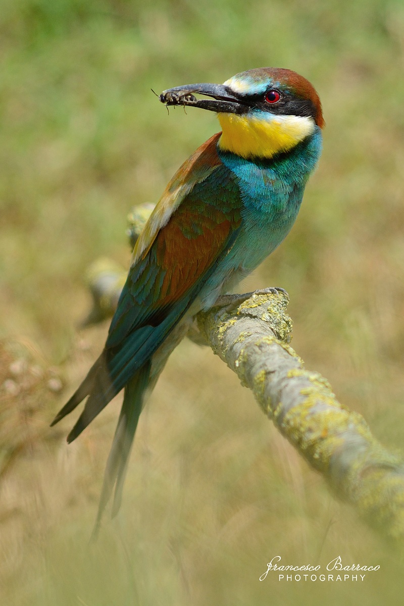 Bee-eater