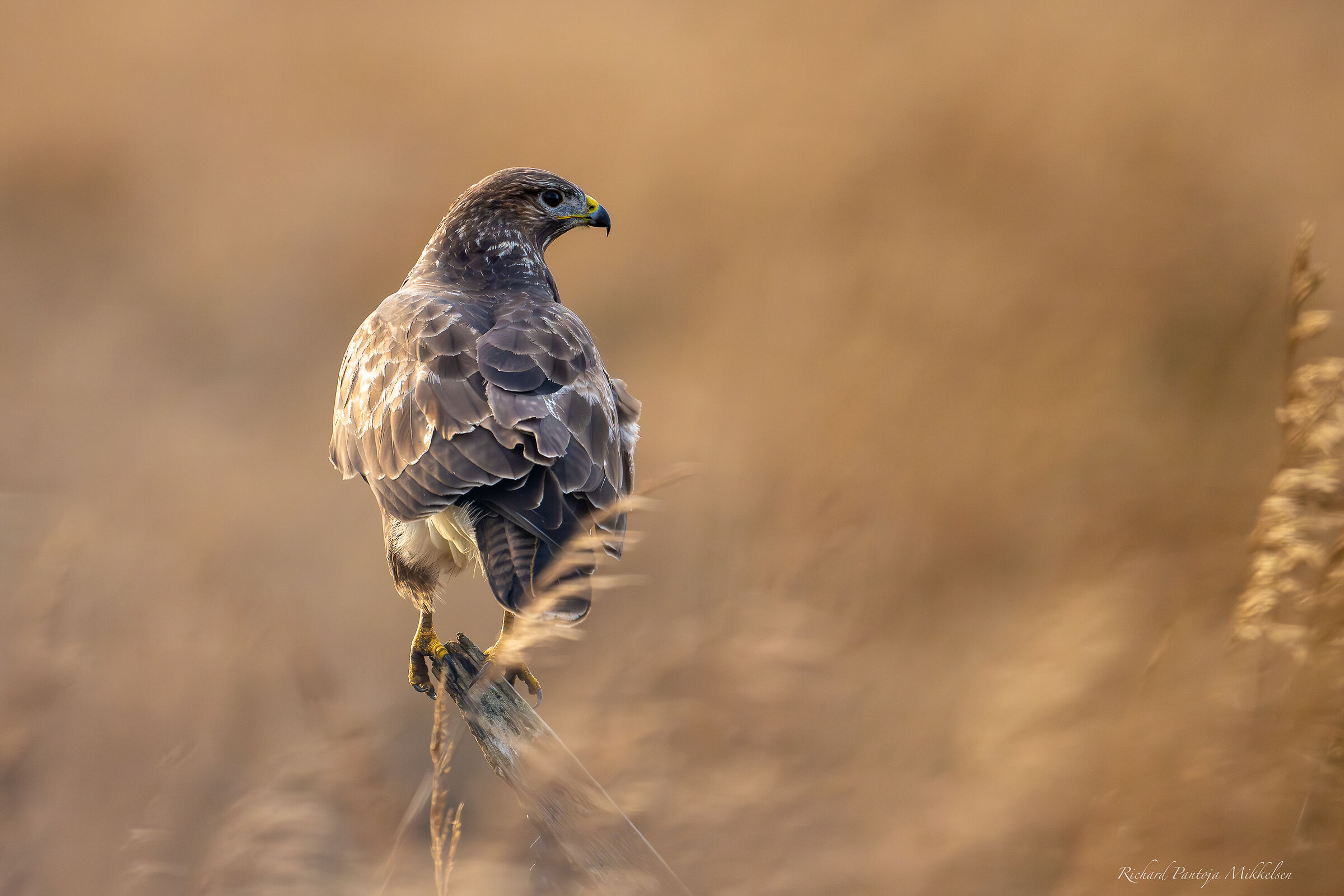 Buzzard