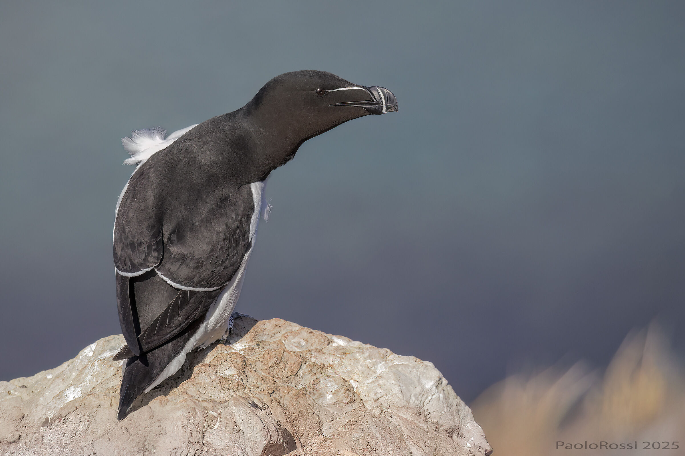 Razorbill...
