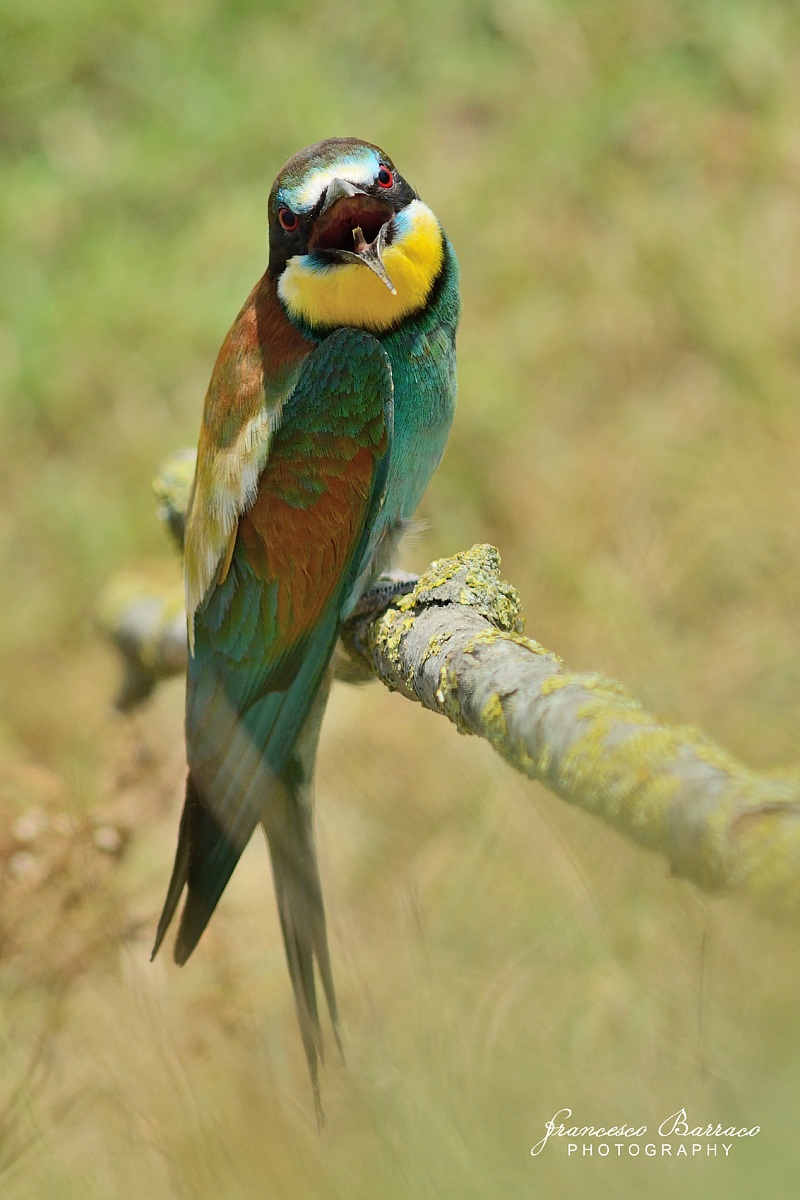 Bee-eater