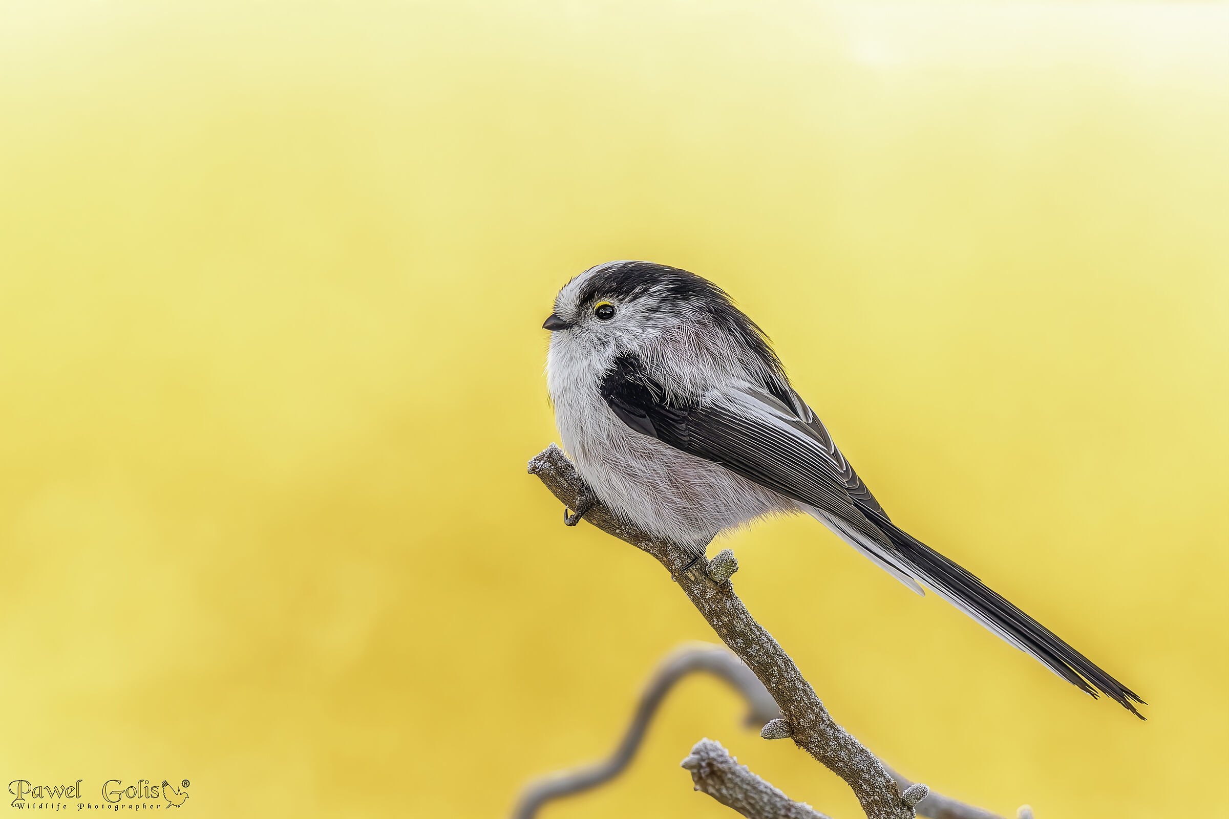 Long-tailed bushtit (Aegithalos caudatus)