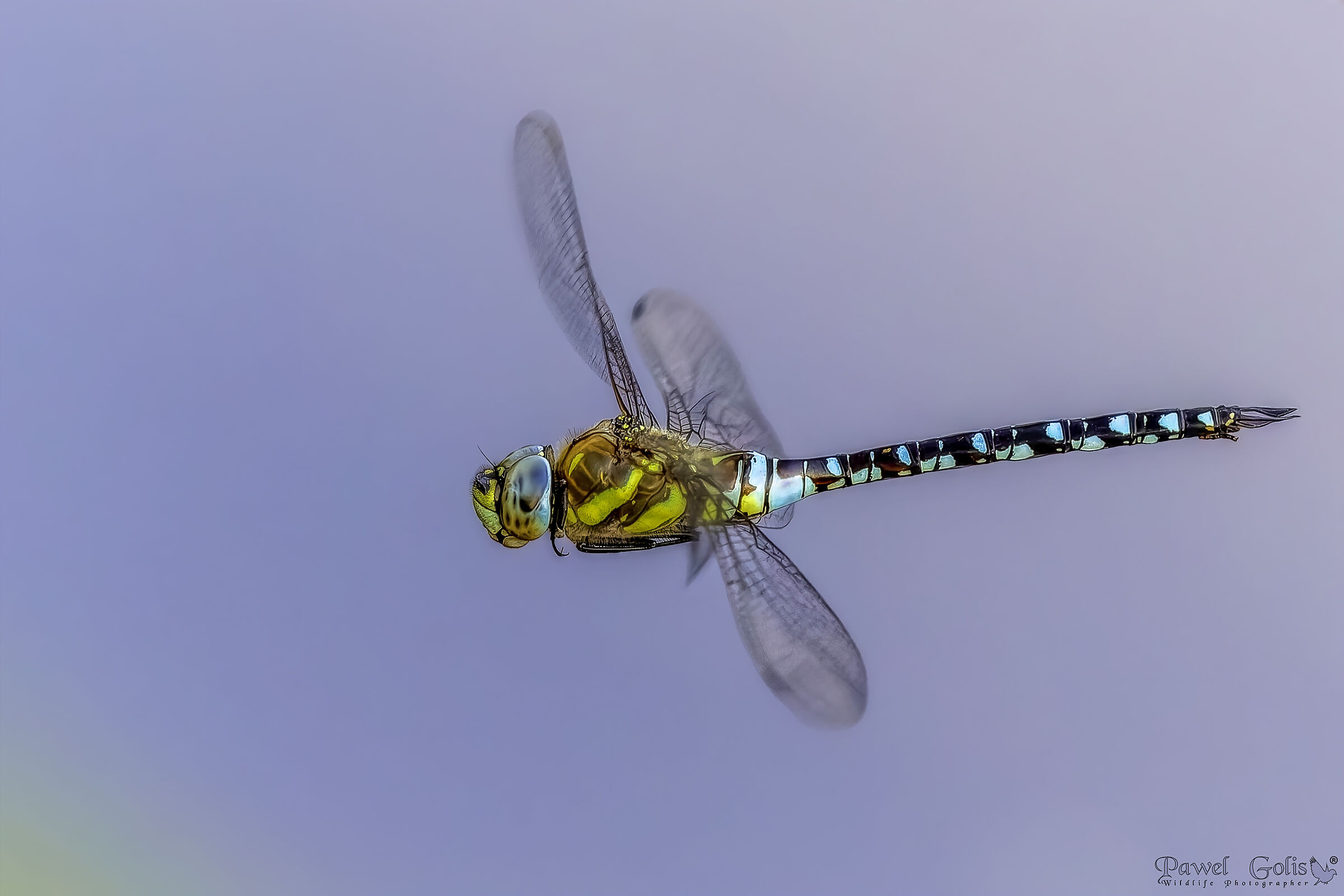 Migrant hawker (Aeshna mixta)