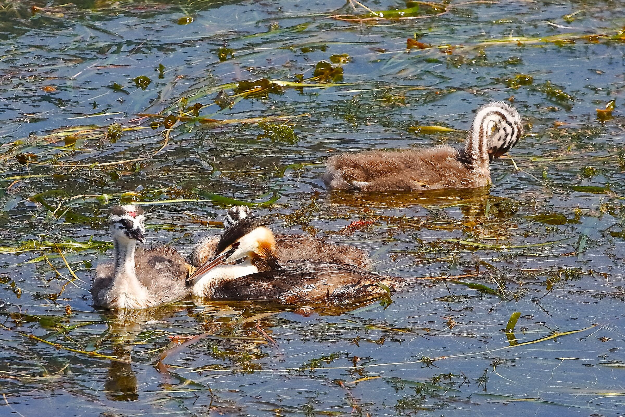 Svassi 07 agosto 2025 - 0102