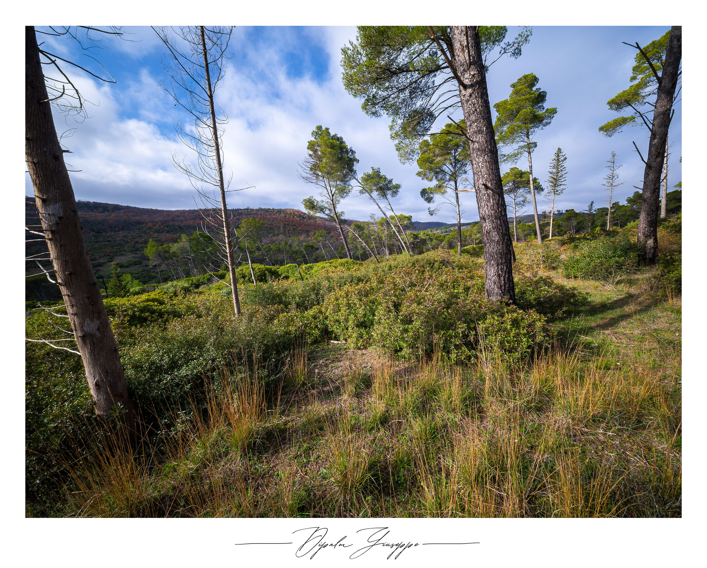 Overlooking the Difesa Grande Forest