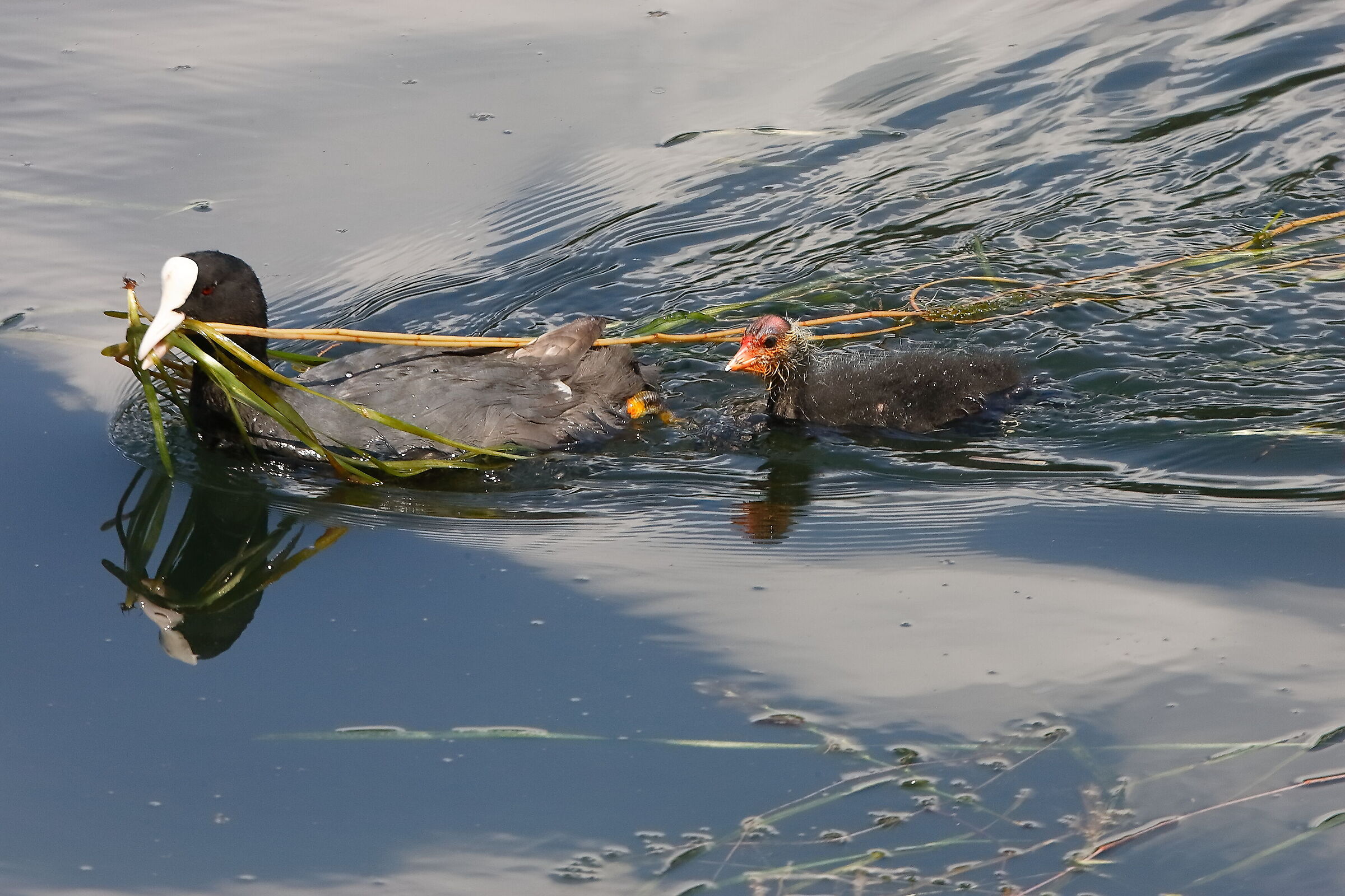 Folaghe 07 agosto 2025 - 0118